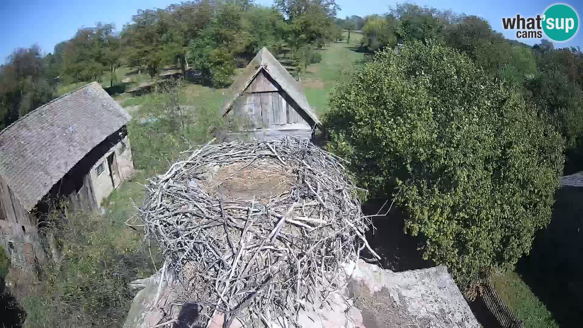 Village européen de cigognes webcam Parc naturel de Lonjsko polje