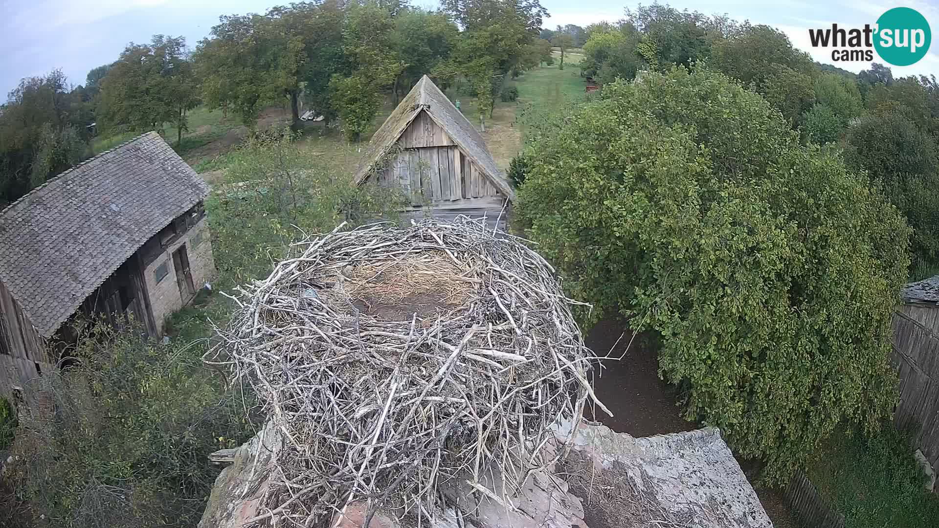 Webcam Europäisches Storchendorf – Naturpark Lonjsko polje