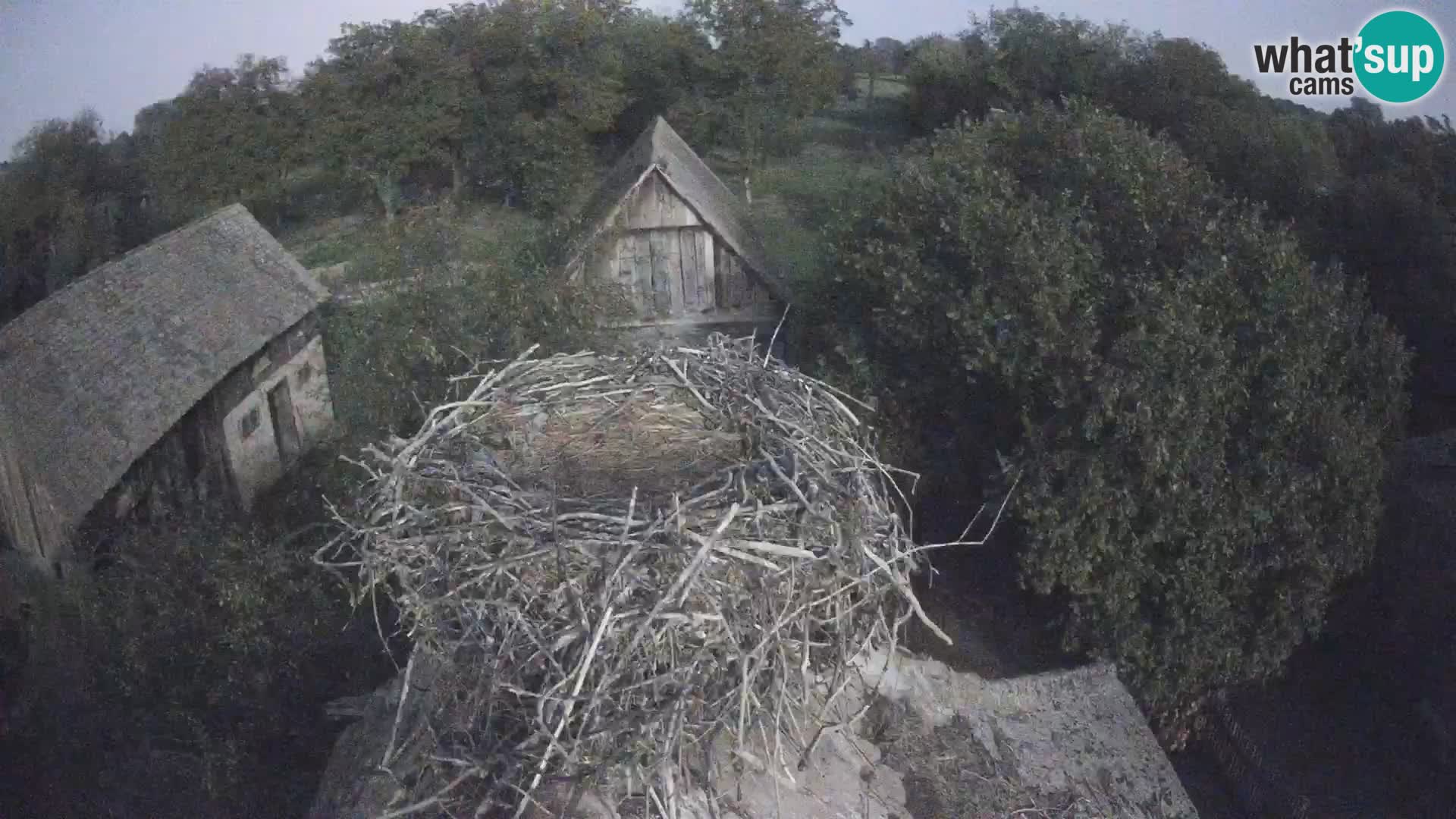 Villaggio delle cicogne europee webcam Parco naturale di Lonjsko polje