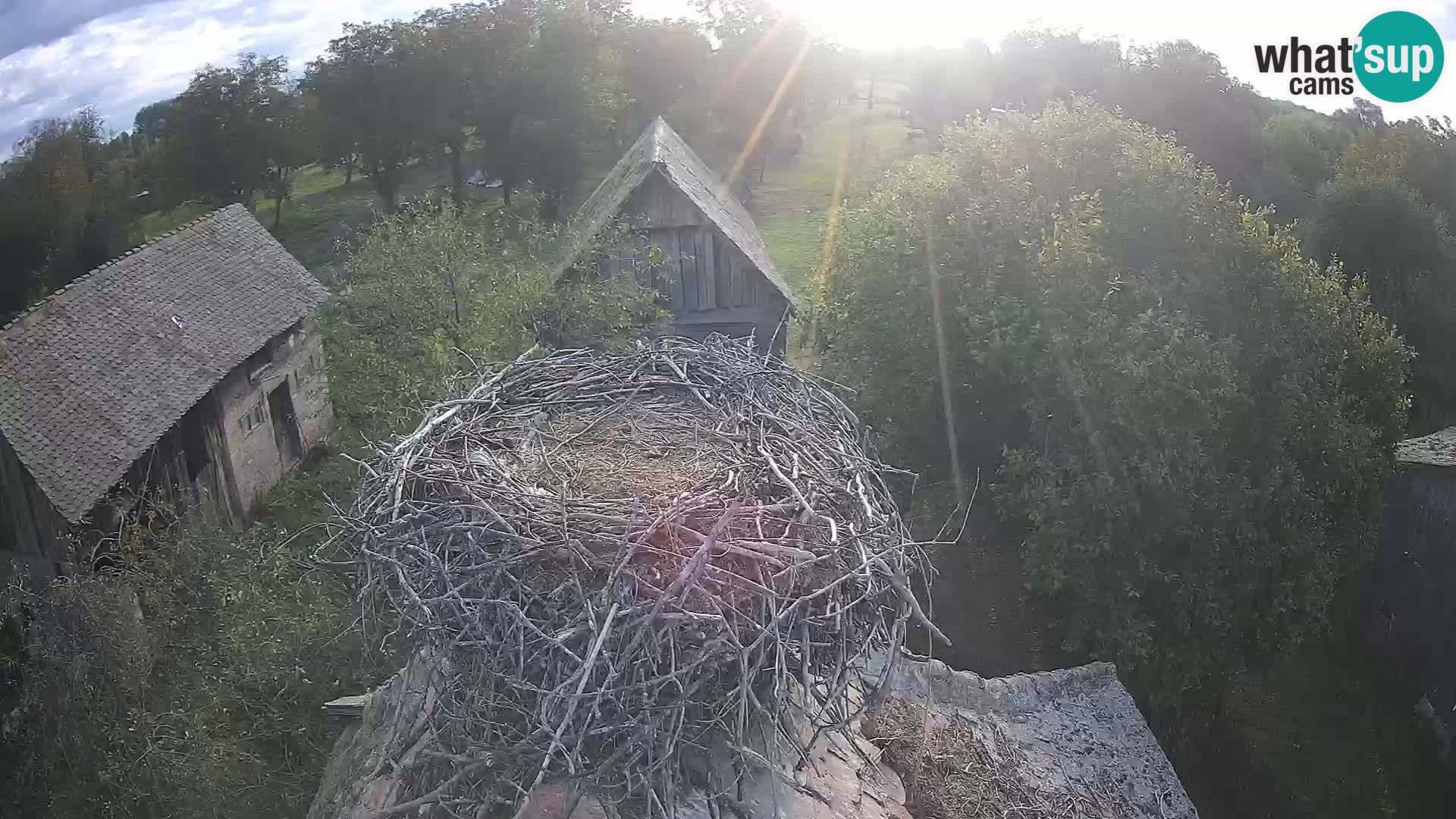 Webcam Europäisches Storchendorf – Naturpark Lonjsko polje