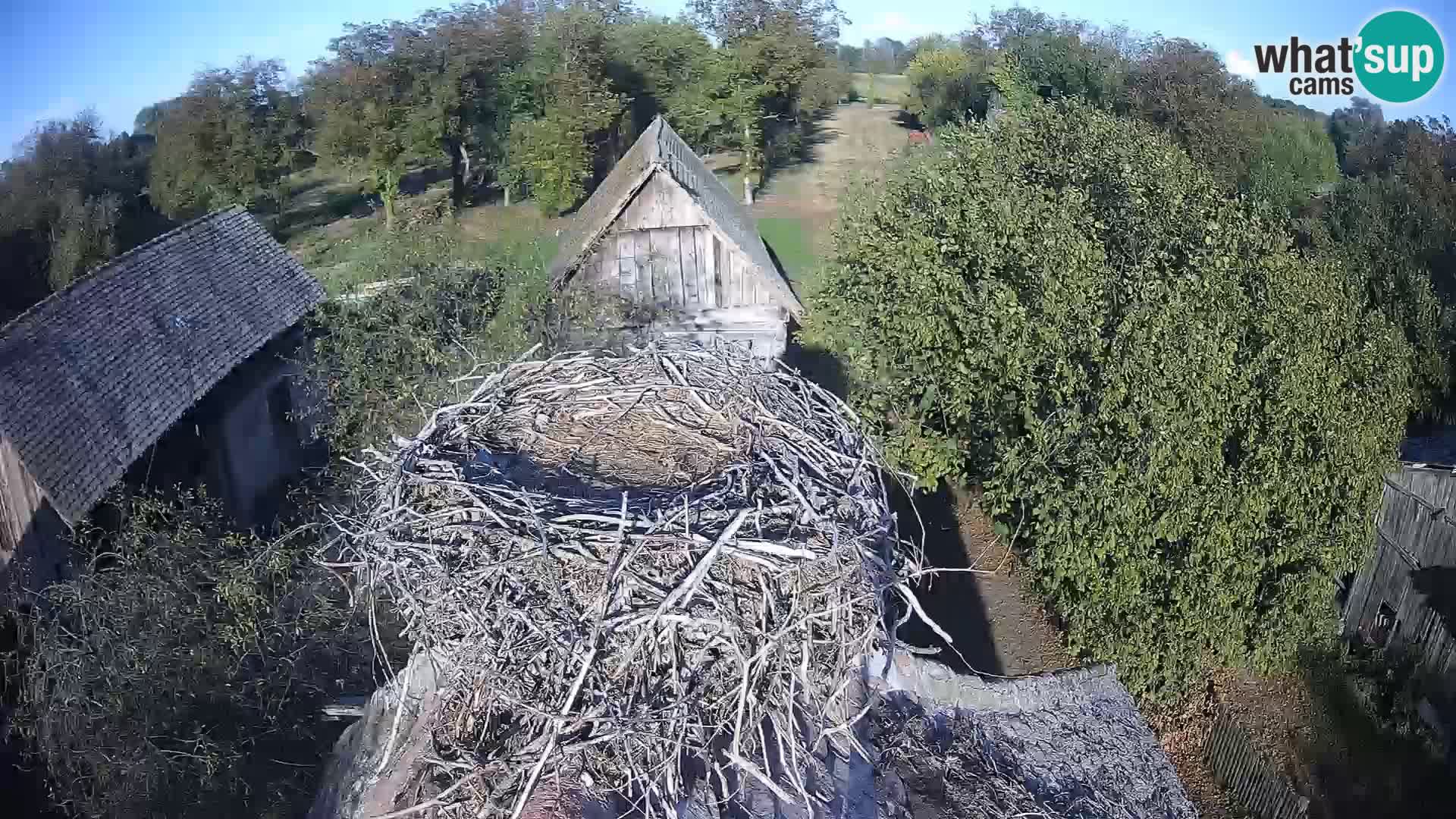 Pueblo europeo de cigüeñas camera en vivo Parque Natural Lonjsko polje