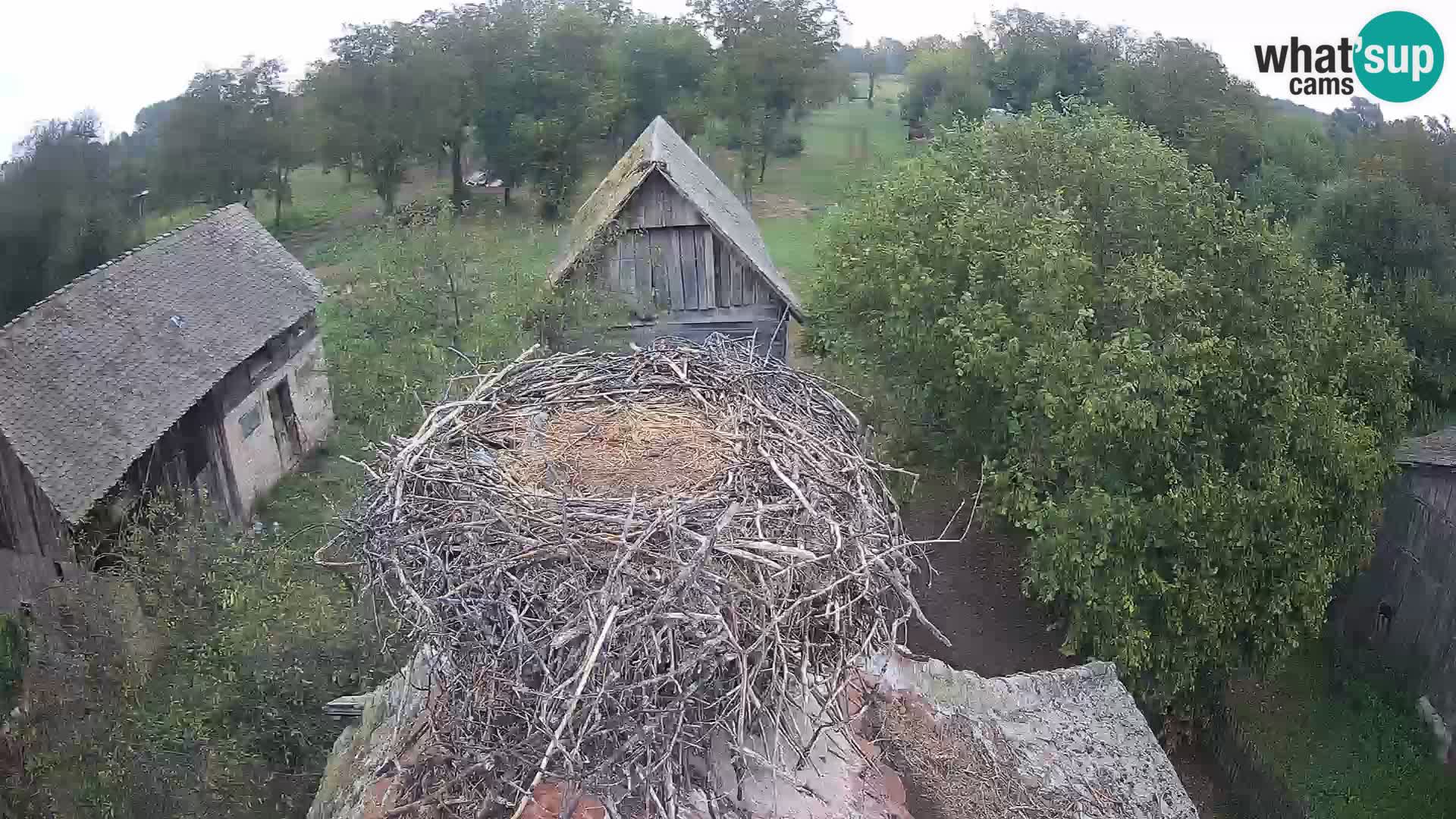Village européen de cigognes webcam Parc naturel de Lonjsko polje