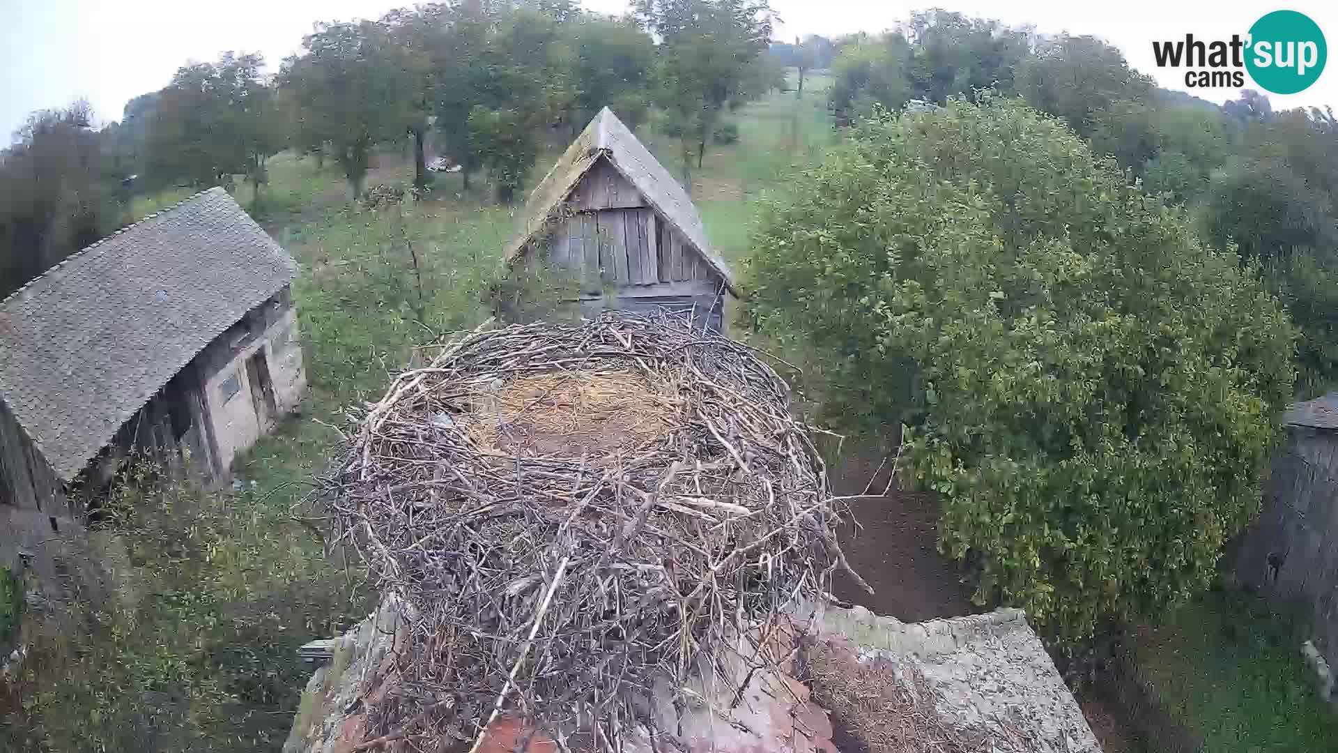 Village européen de cigognes webcam Parc naturel de Lonjsko polje