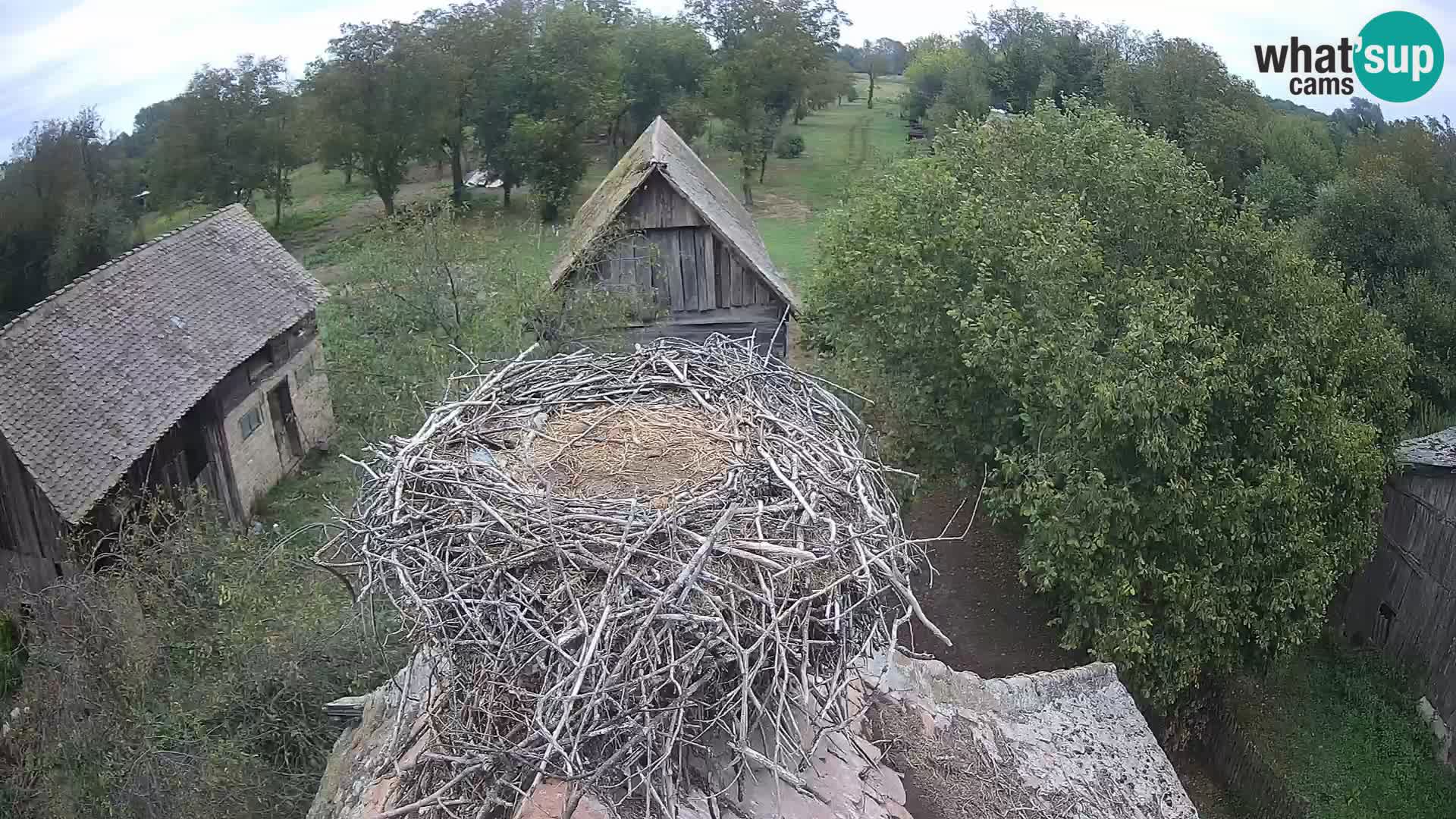 Pueblo europeo de cigüeñas camera en vivo Parque Natural Lonjsko polje