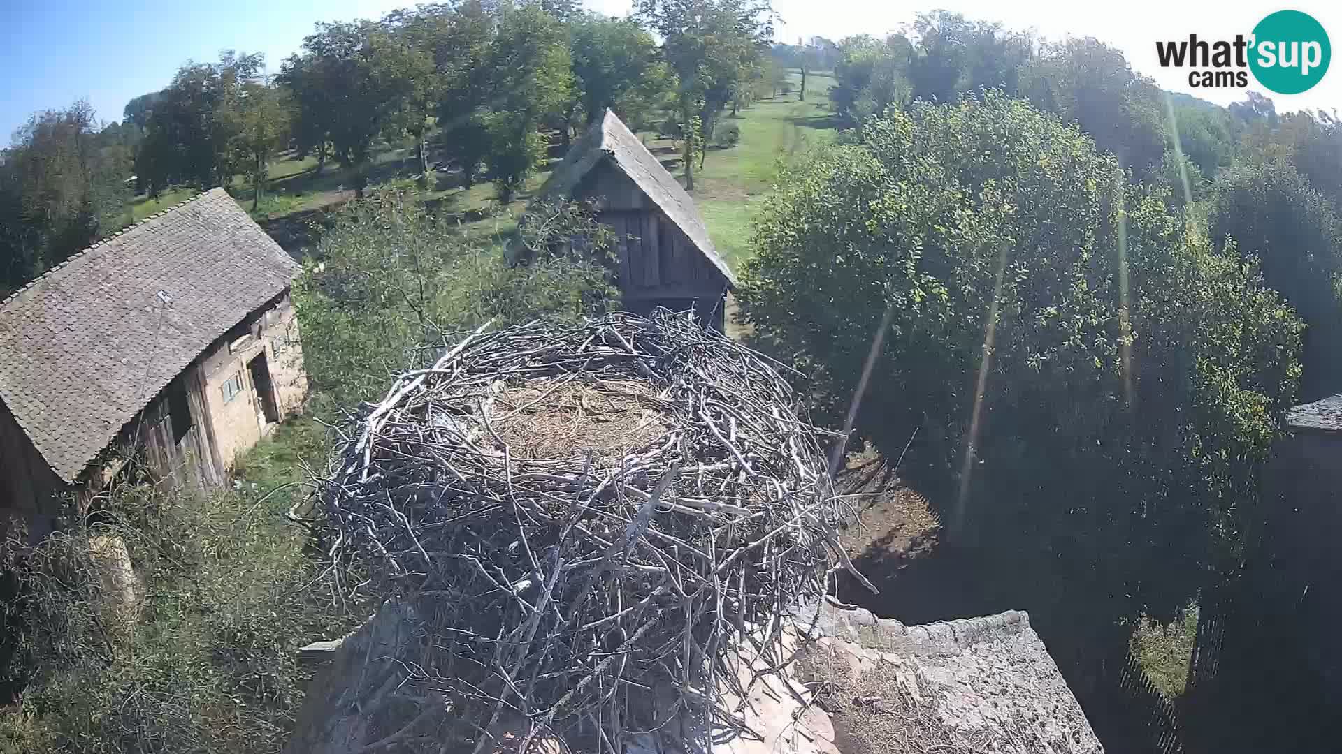 Evropska vas štorklje – Krajinski park Lonjsko polje spletna kamera