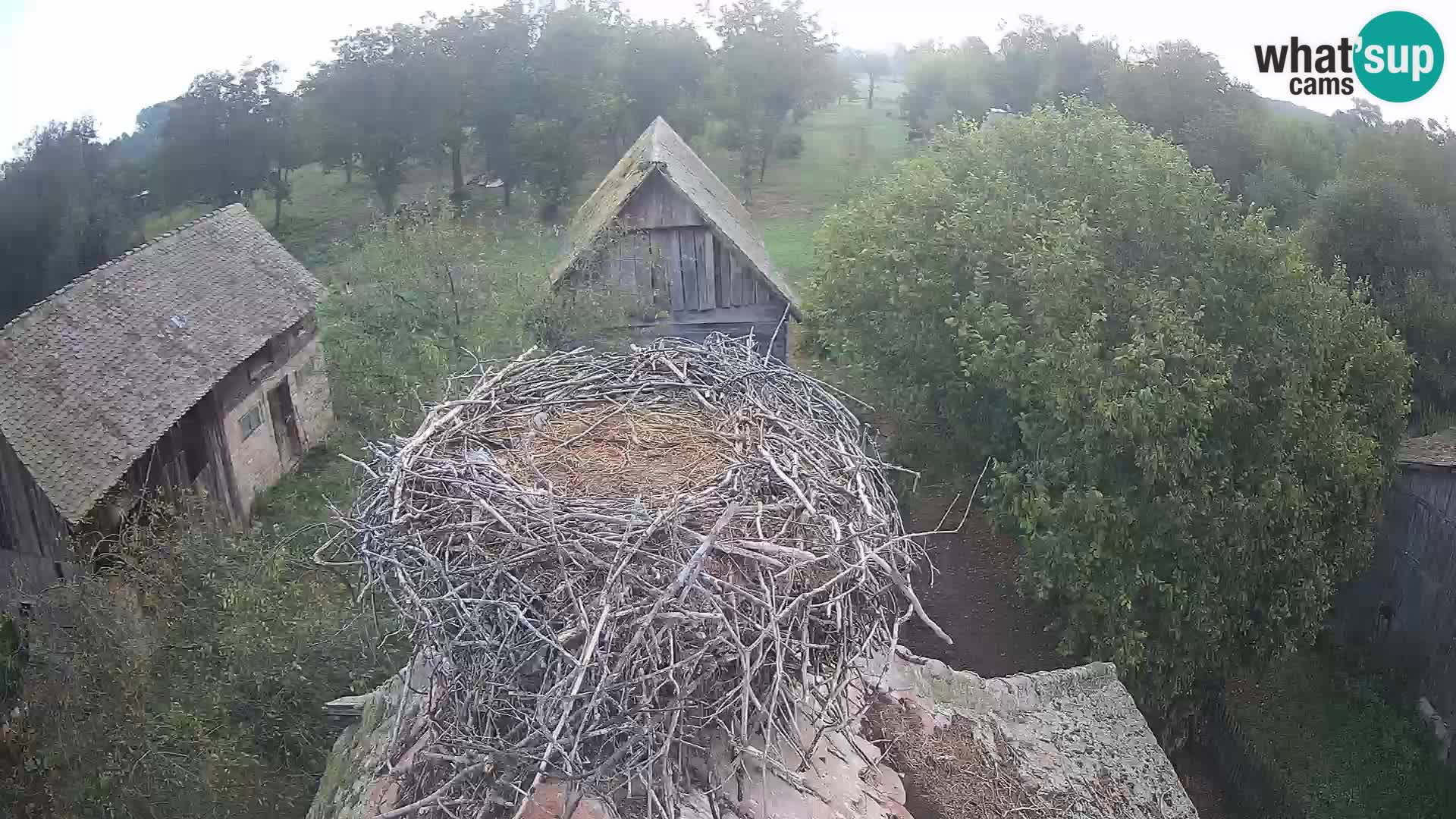 Village européen de cigognes webcam Parc naturel de Lonjsko polje