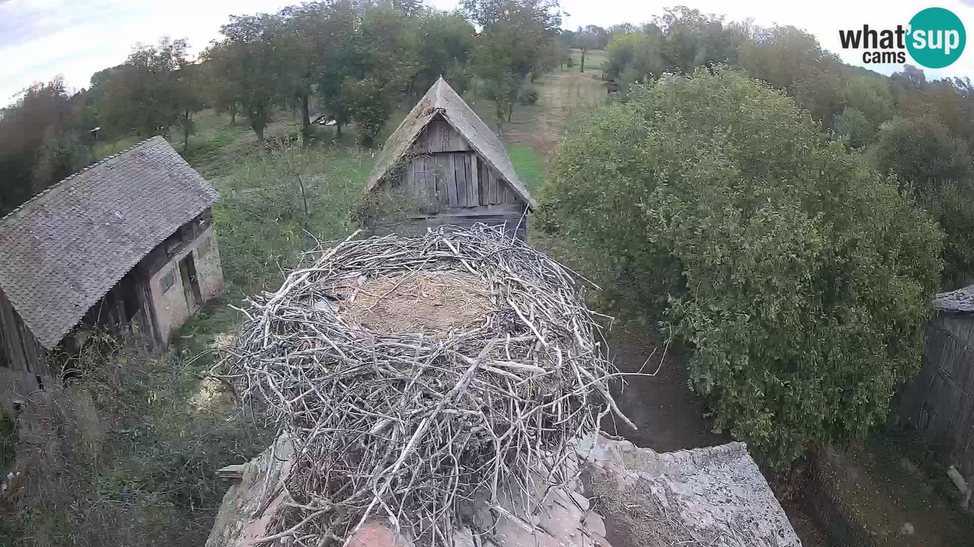 Villaggio delle cicogne europee webcam Parco naturale di Lonjsko polje