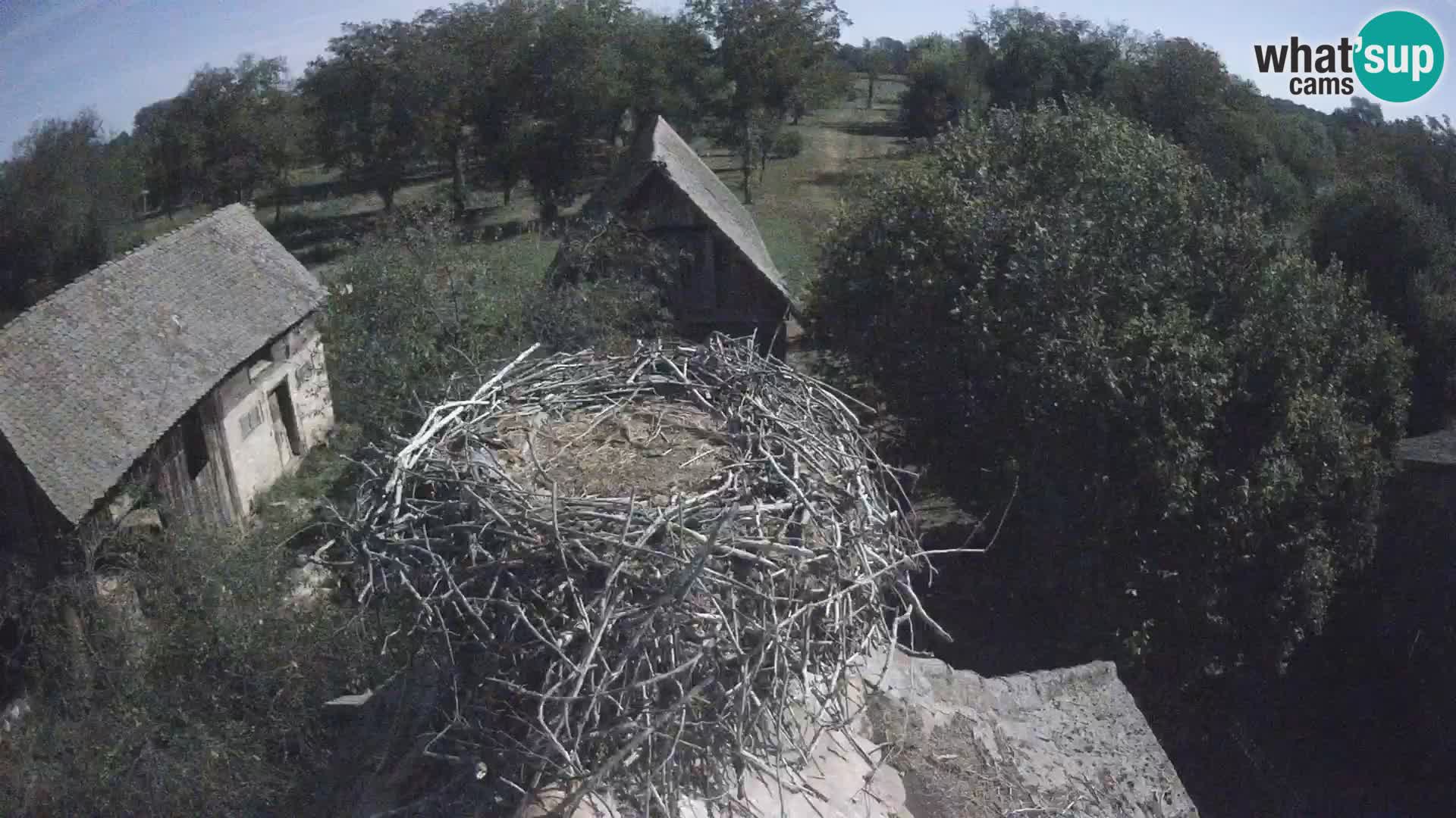 Evropska vas štorklje – Krajinski park Lonjsko polje spletna kamera
