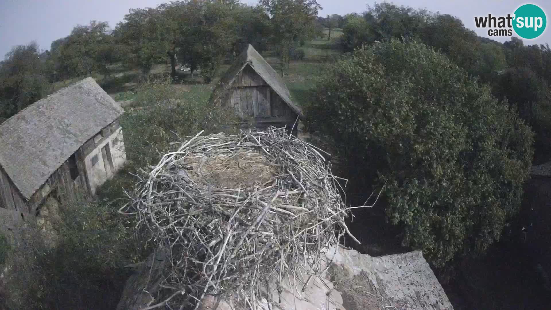 Villaggio delle cicogne europee webcam Parco naturale di Lonjsko polje