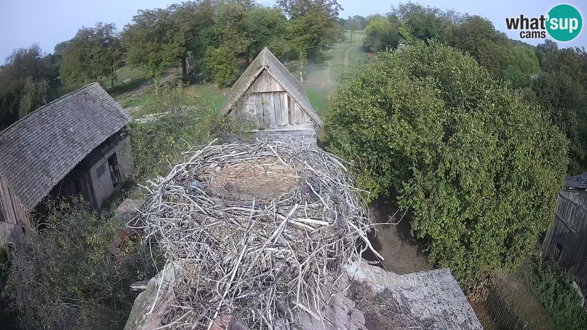 Webcam Europäisches Storchendorf – Naturpark Lonjsko polje