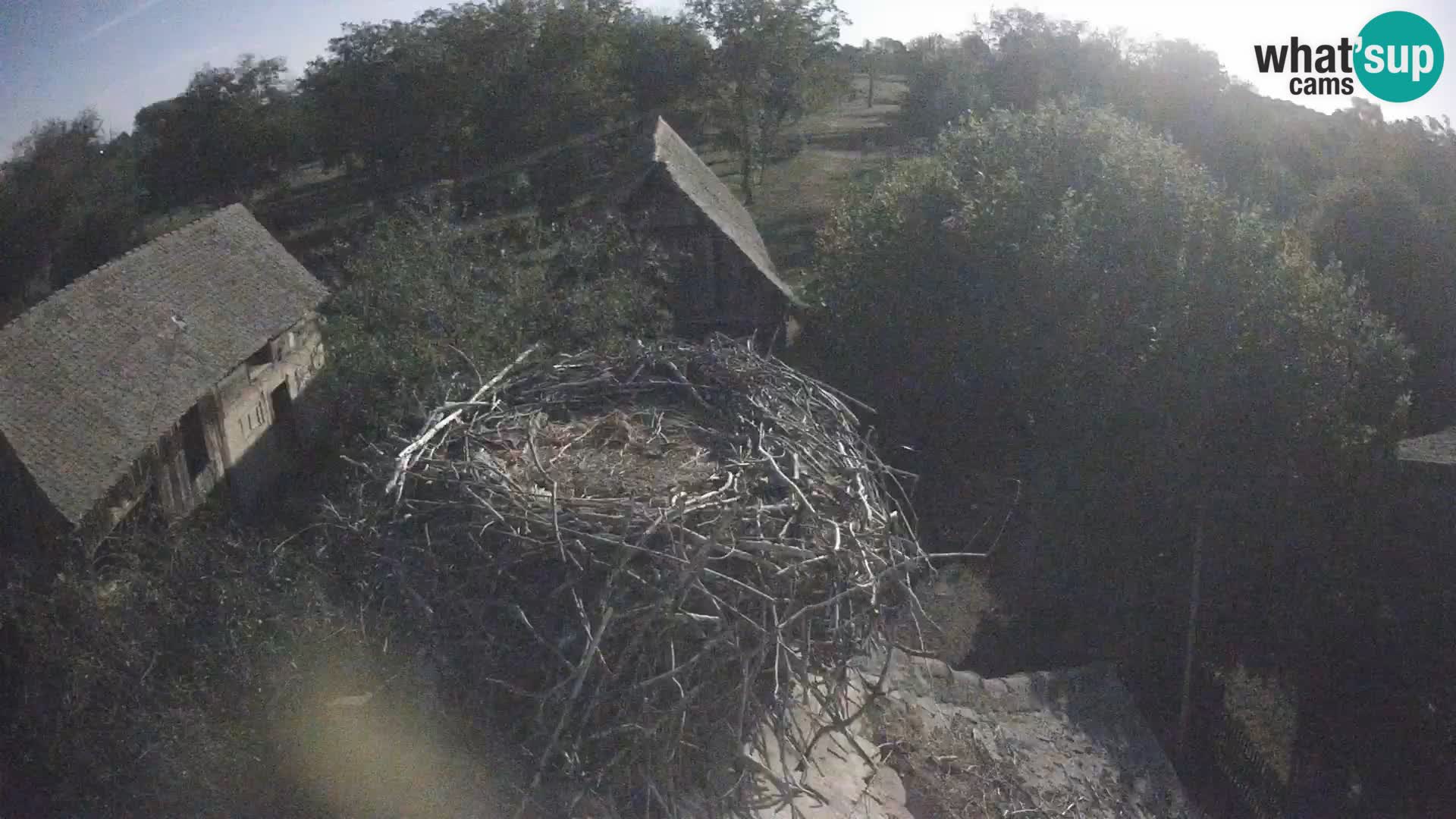 Village européen de cigognes webcam Parc naturel de Lonjsko polje