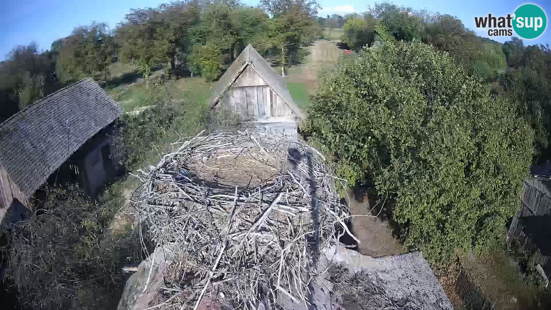 Village européen de cigognes webcam Parc naturel de Lonjsko polje