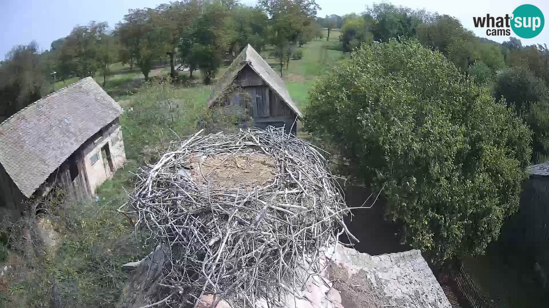 Evropska vas štorklje – Krajinski park Lonjsko polje spletna kamera