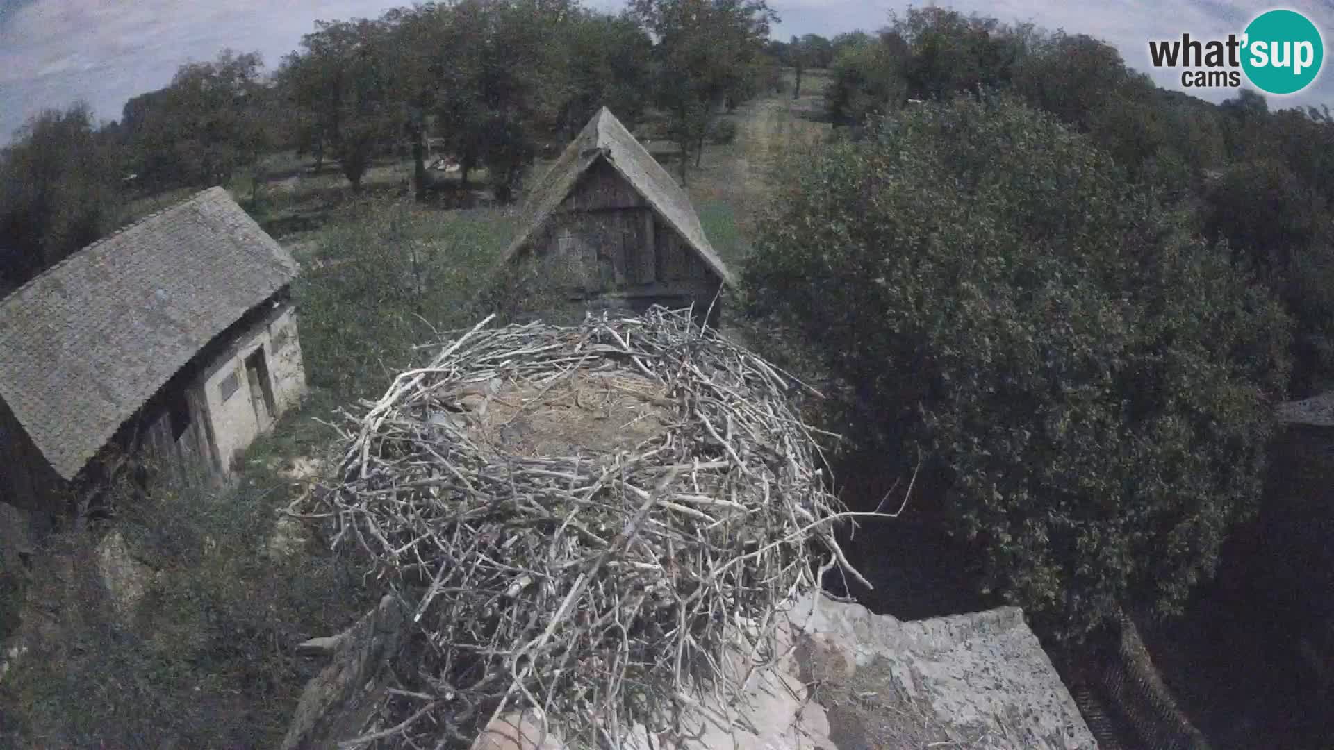 Pueblo europeo de cigüeñas camera en vivo Parque Natural Lonjsko polje