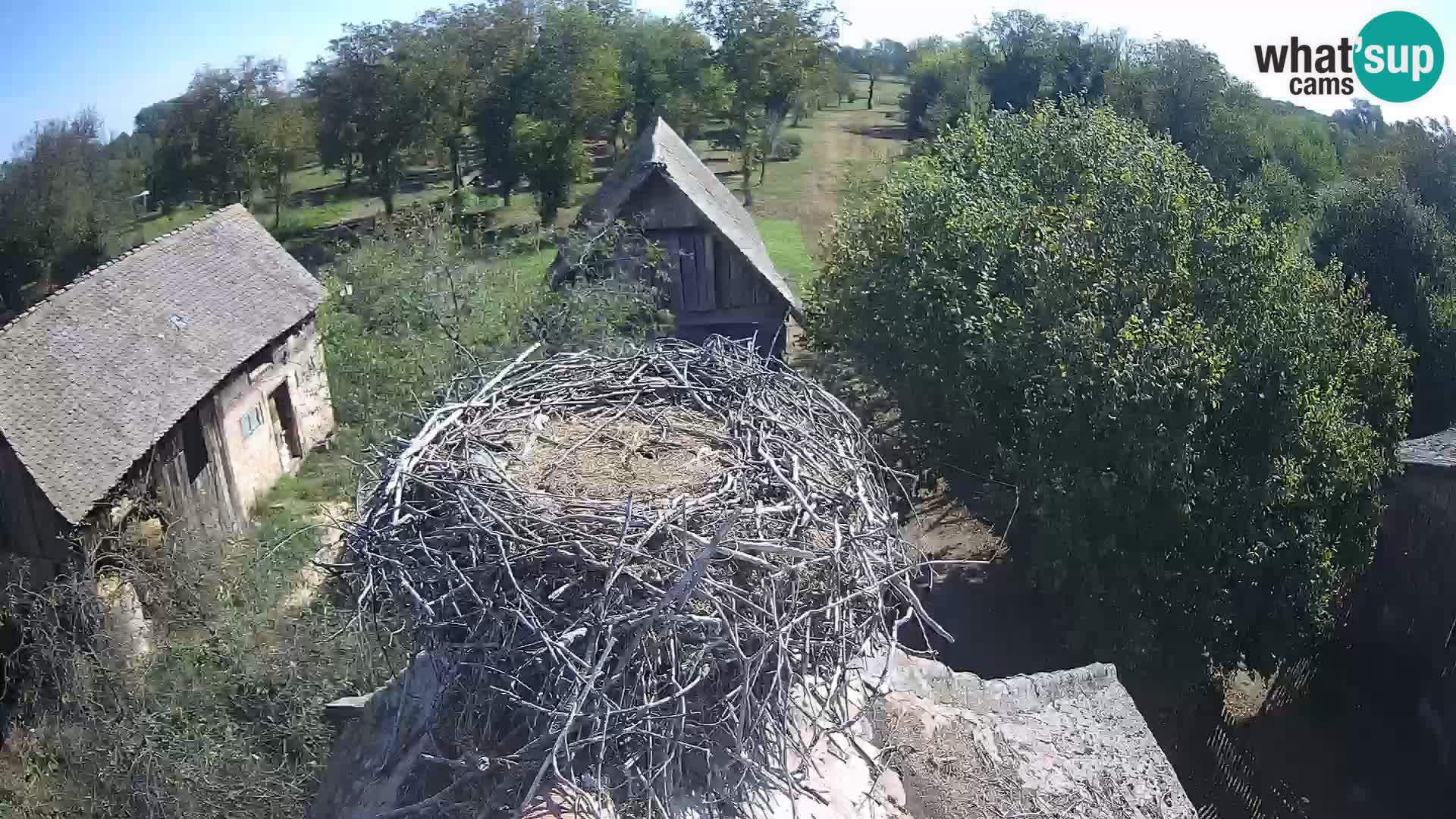 Villaggio delle cicogne europee webcam Parco naturale di Lonjsko polje