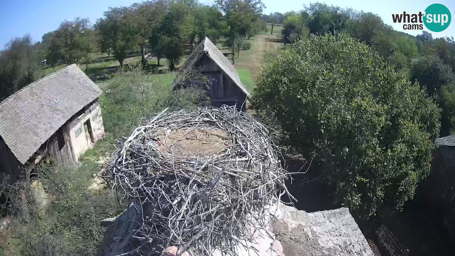 Pueblo europeo de cigüeñas camera en vivo Parque Natural Lonjsko polje