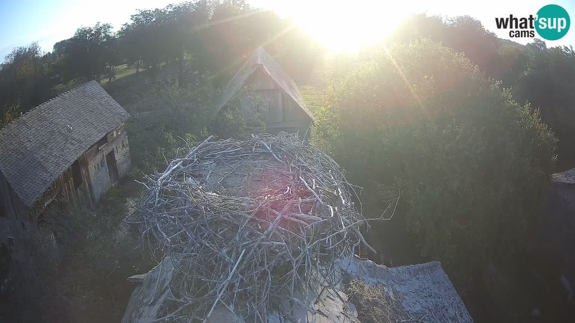 Village européen de cigognes webcam Parc naturel de Lonjsko polje