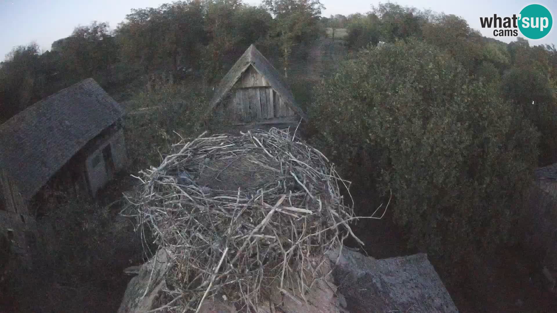 Webcam Europäisches Storchendorf – Naturpark Lonjsko polje