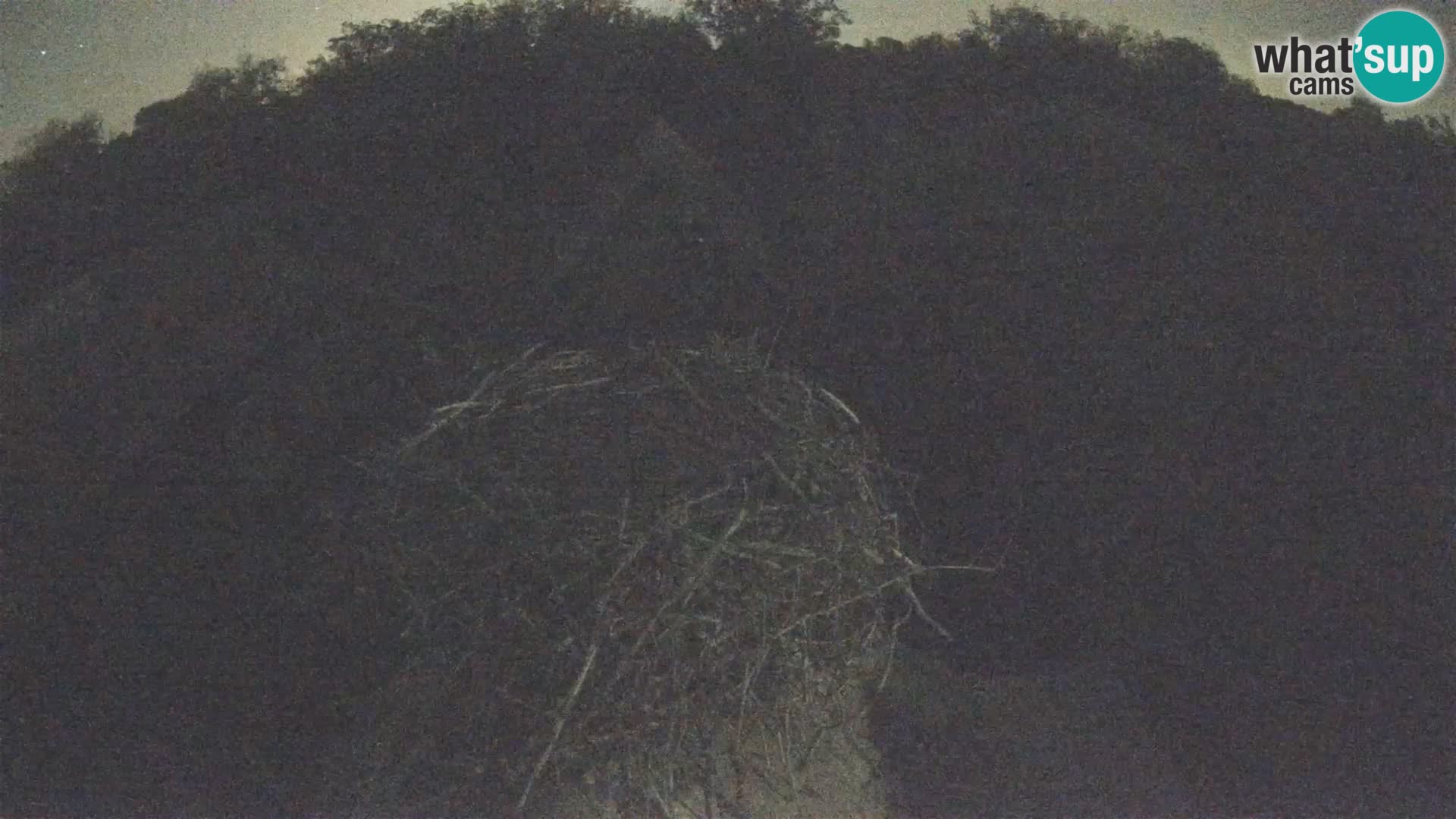 Webcam Europäisches Storchendorf – Naturpark Lonjsko polje