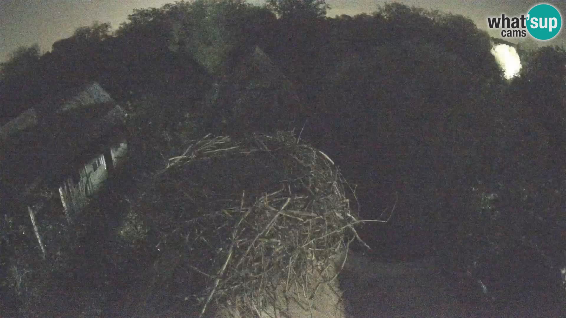 Villaggio delle cicogne europee webcam Parco naturale di Lonjsko polje