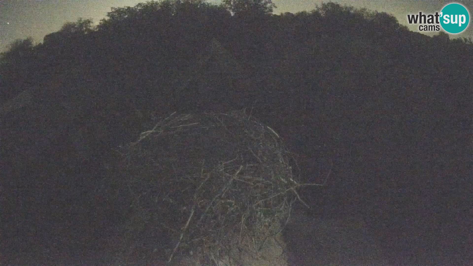 Pueblo europeo de cigüeñas camera en vivo Parque Natural Lonjsko polje