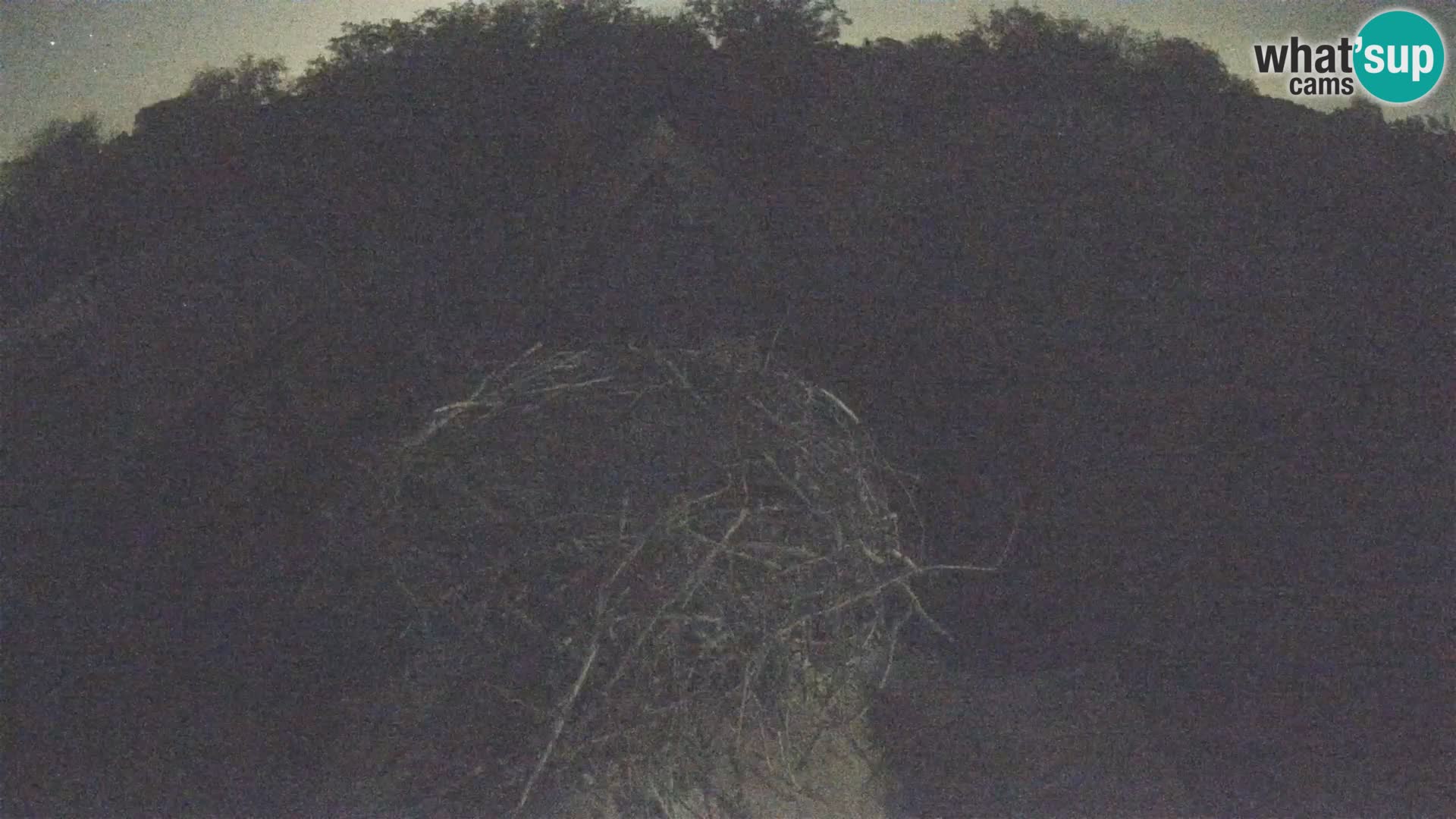 Villaggio delle cicogne europee webcam Parco naturale di Lonjsko polje