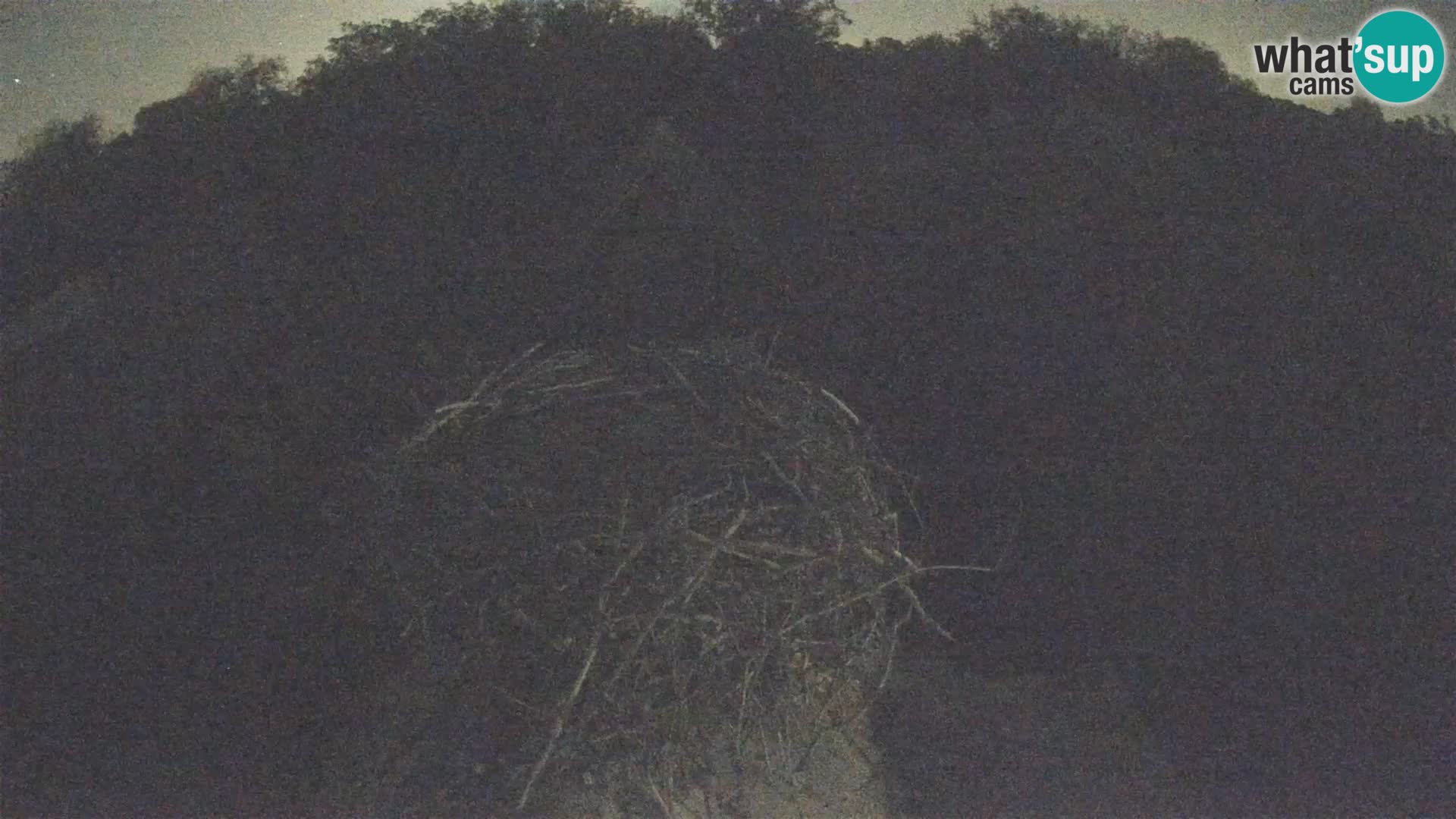 Villaggio delle cicogne europee webcam Parco naturale di Lonjsko polje