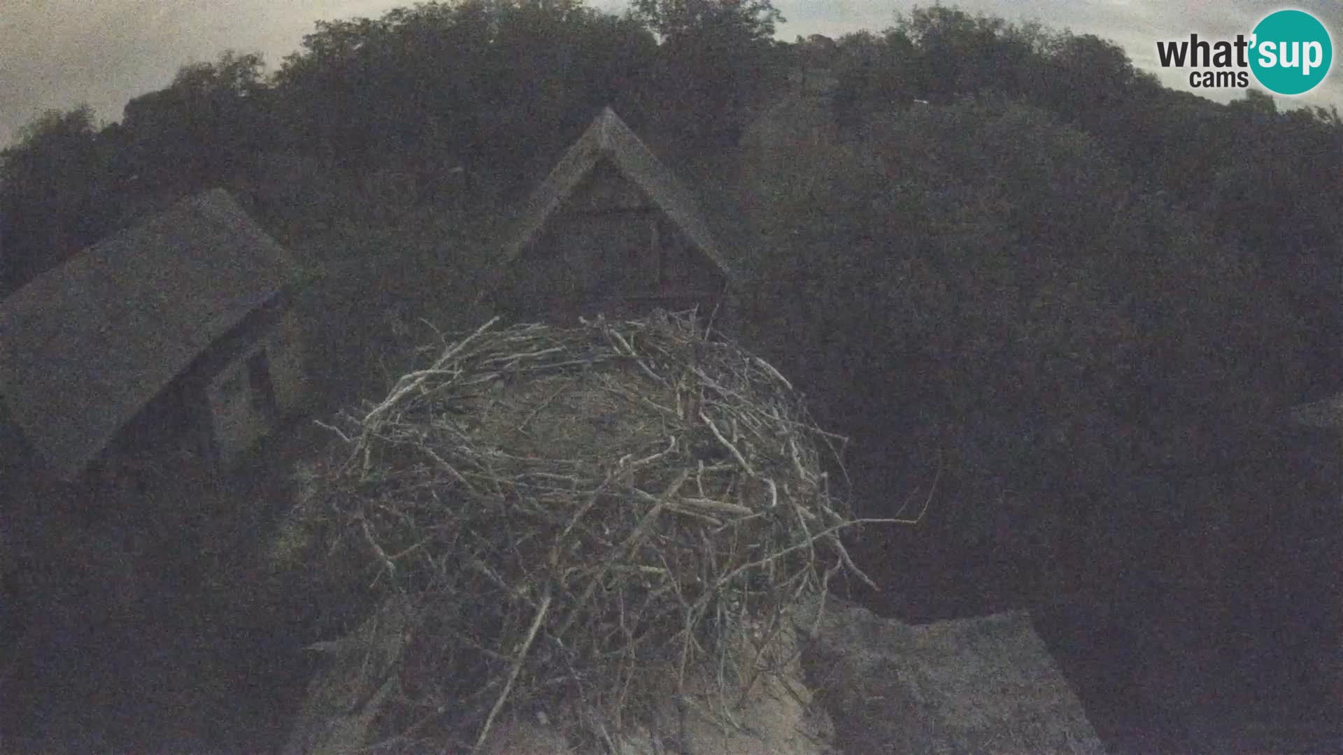 Villaggio delle cicogne europee webcam Parco naturale di Lonjsko polje