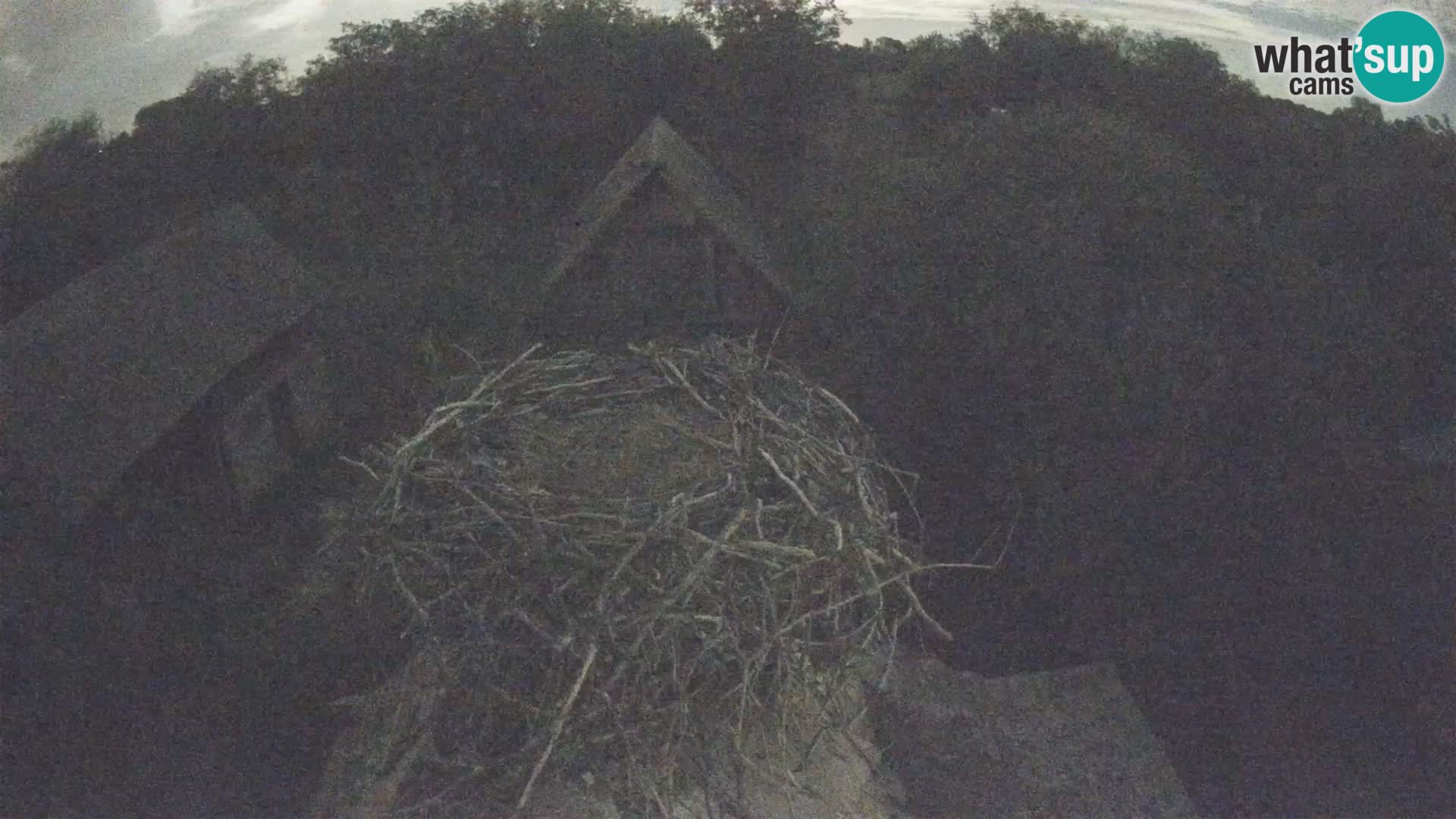 Villaggio delle cicogne europee webcam Parco naturale di Lonjsko polje
