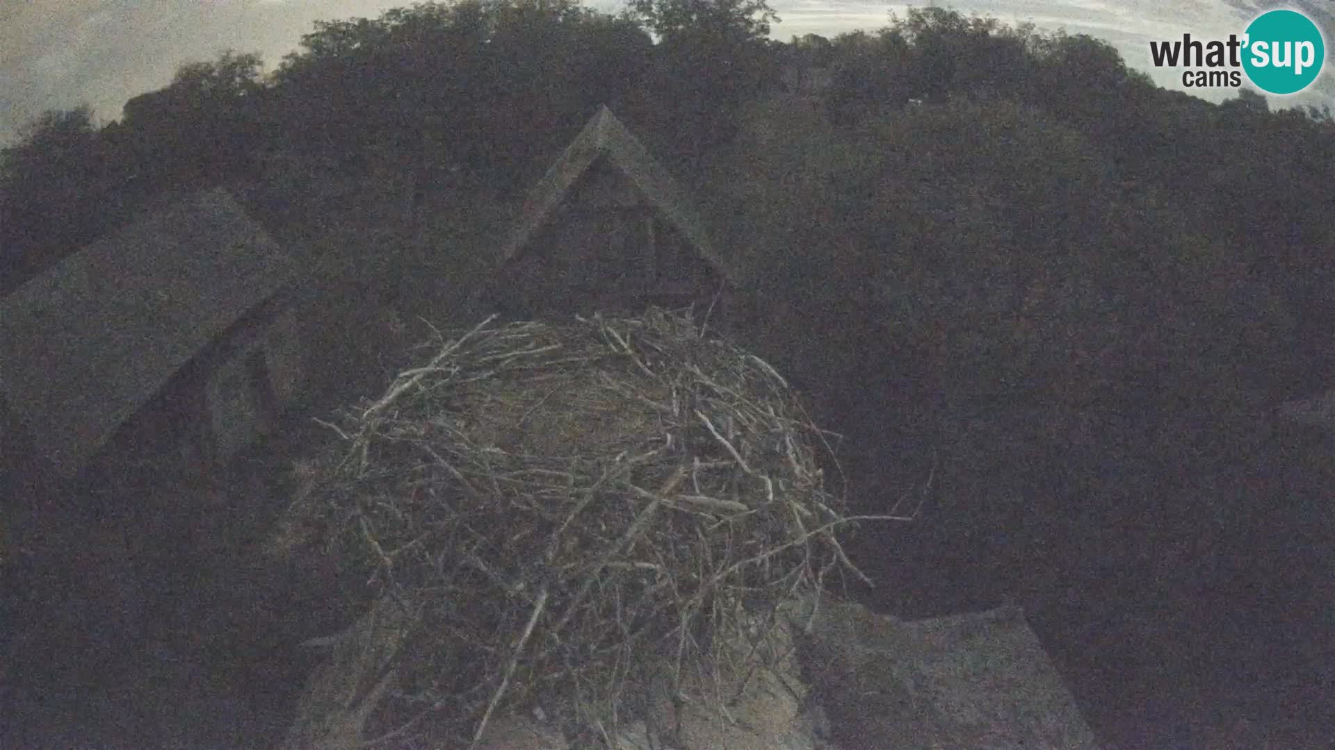 Village européen de cigognes webcam Parc naturel de Lonjsko polje
