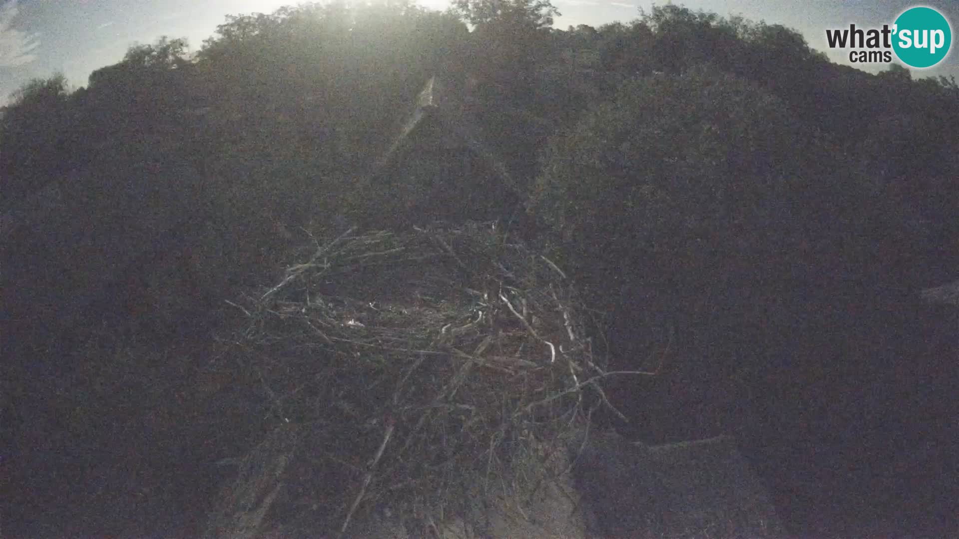 Village européen de cigognes webcam Parc naturel de Lonjsko polje