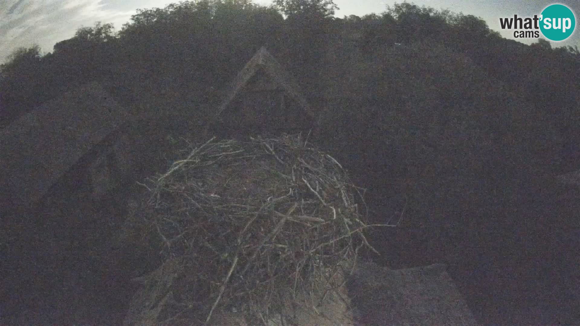 Pueblo europeo de cigüeñas camera en vivo Parque Natural Lonjsko polje