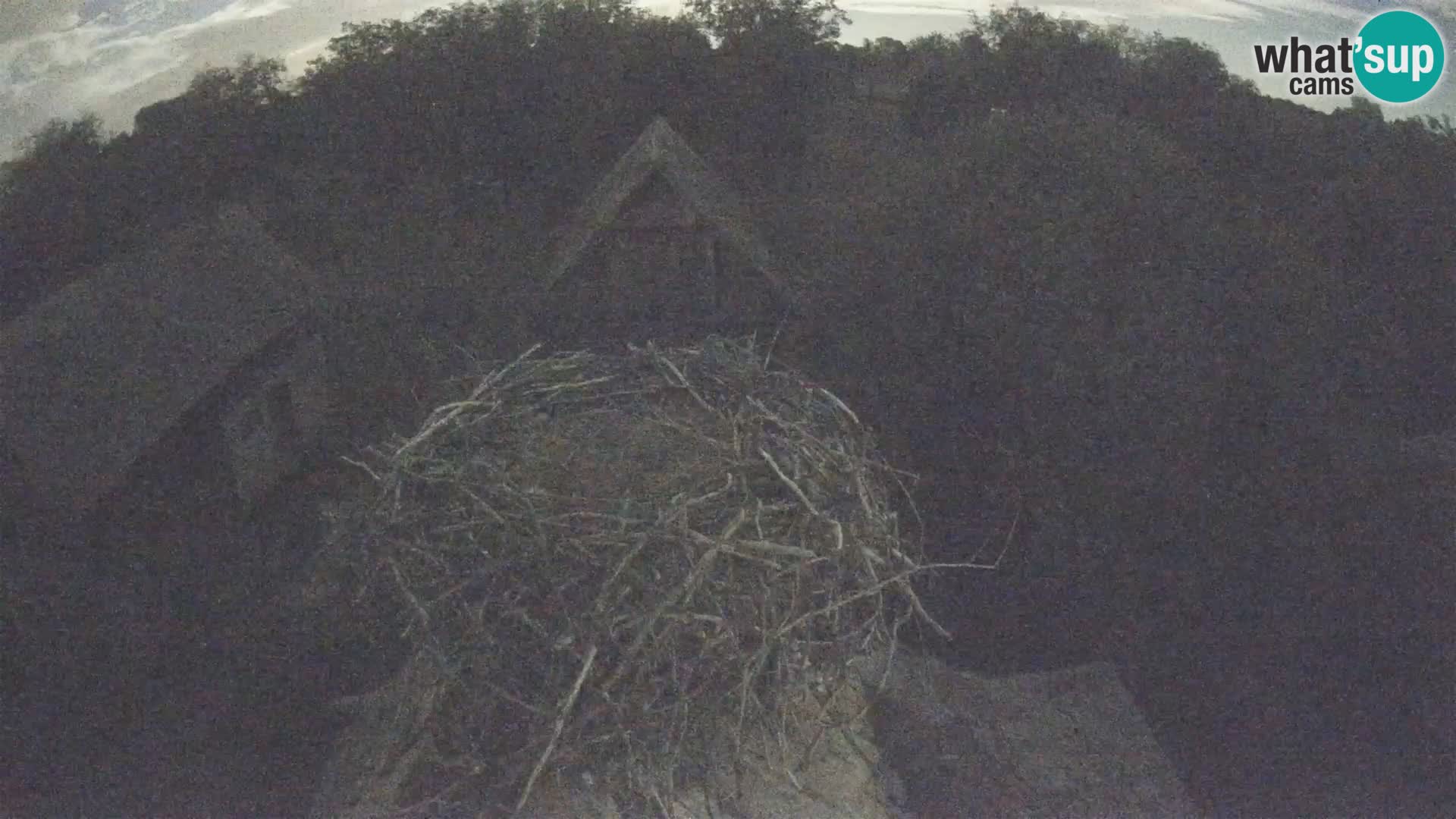 Villaggio delle cicogne europee webcam Parco naturale di Lonjsko polje