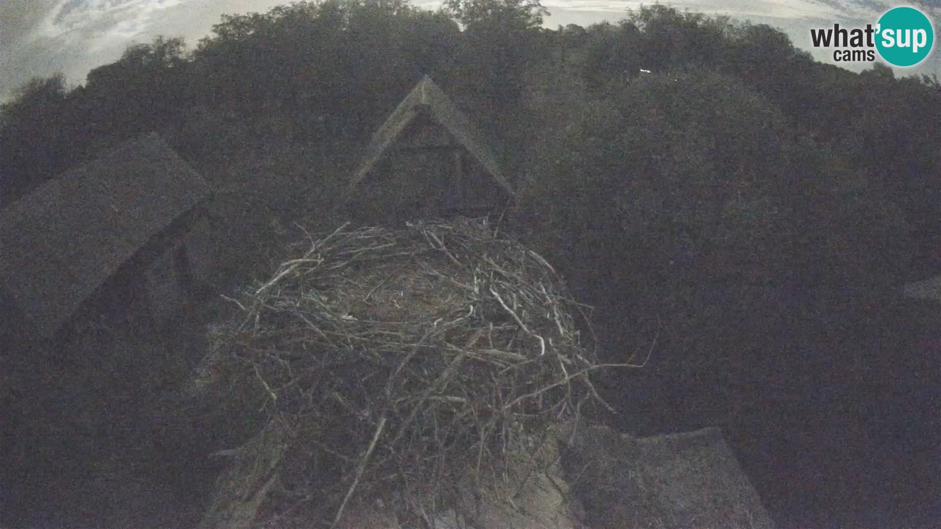Village européen de cigognes webcam Parc naturel de Lonjsko polje