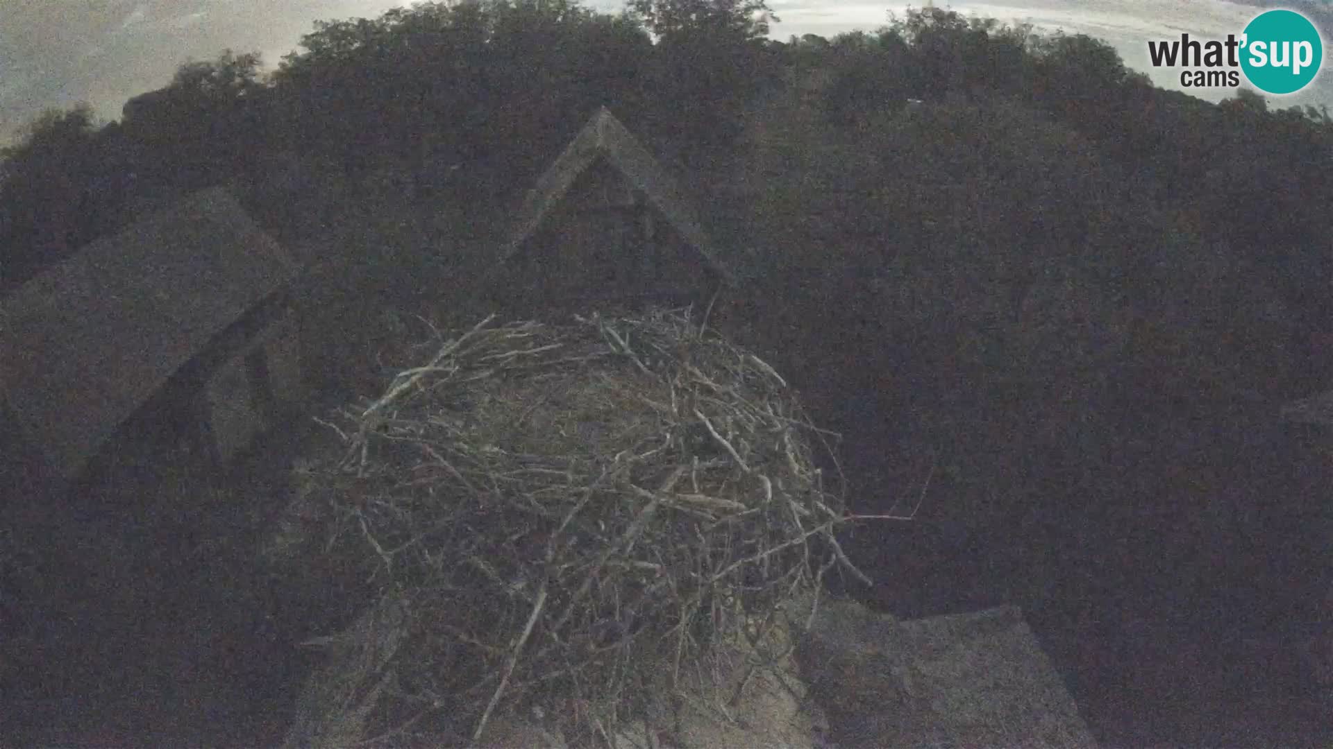 Webcam Europäisches Storchendorf – Naturpark Lonjsko polje
