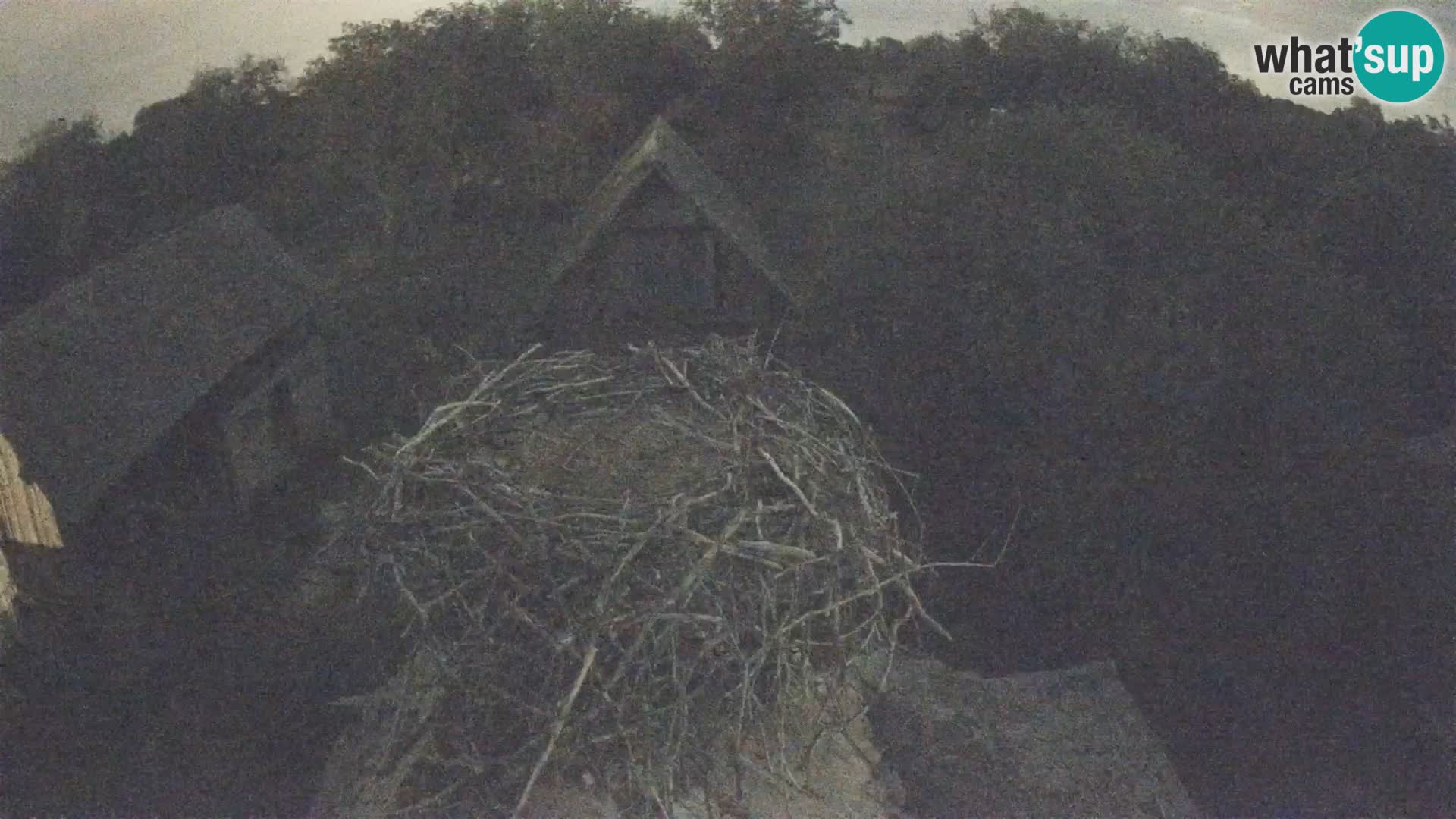 Village européen de cigognes webcam Parc naturel de Lonjsko polje