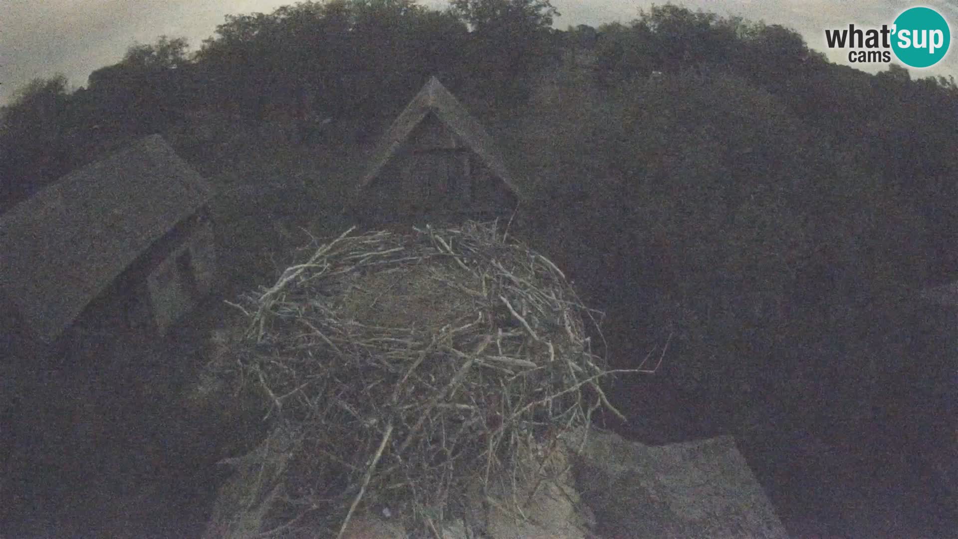 Village européen de cigognes webcam Parc naturel de Lonjsko polje