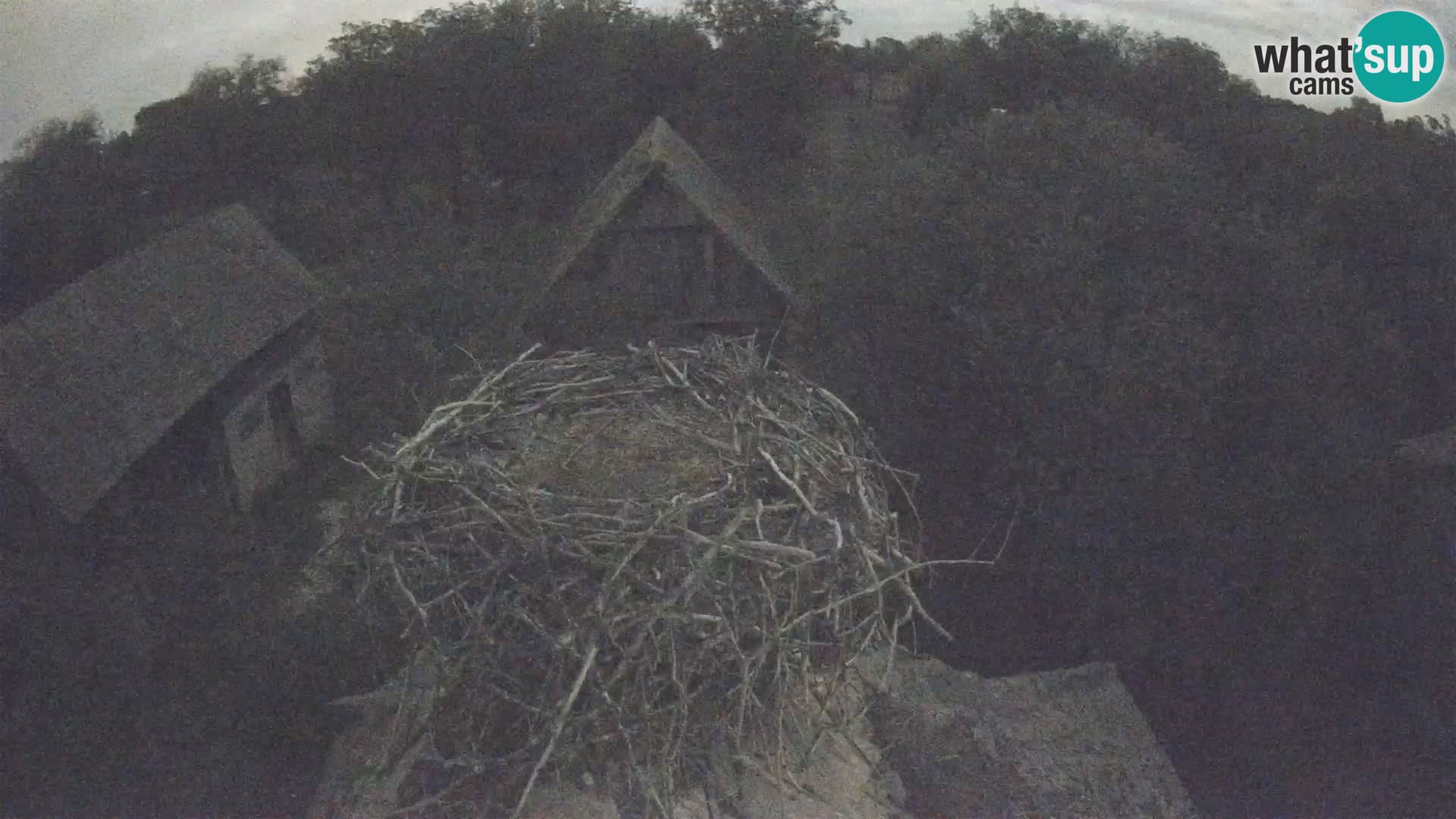 Webcam Europäisches Storchendorf – Naturpark Lonjsko polje