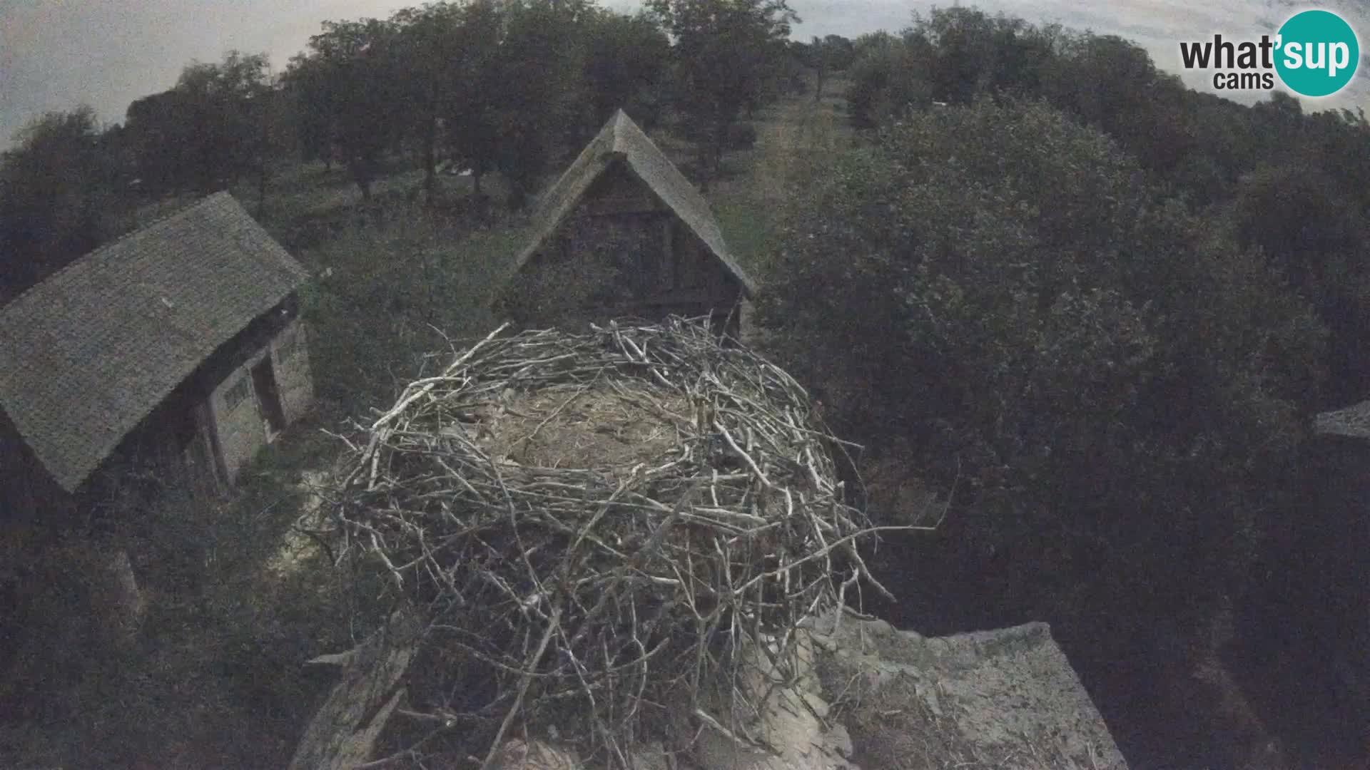 Evropska vas štorklje – Krajinski park Lonjsko polje spletna kamera