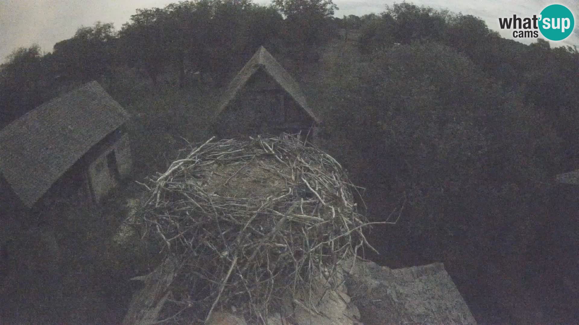 Webcam Europäisches Storchendorf – Naturpark Lonjsko polje