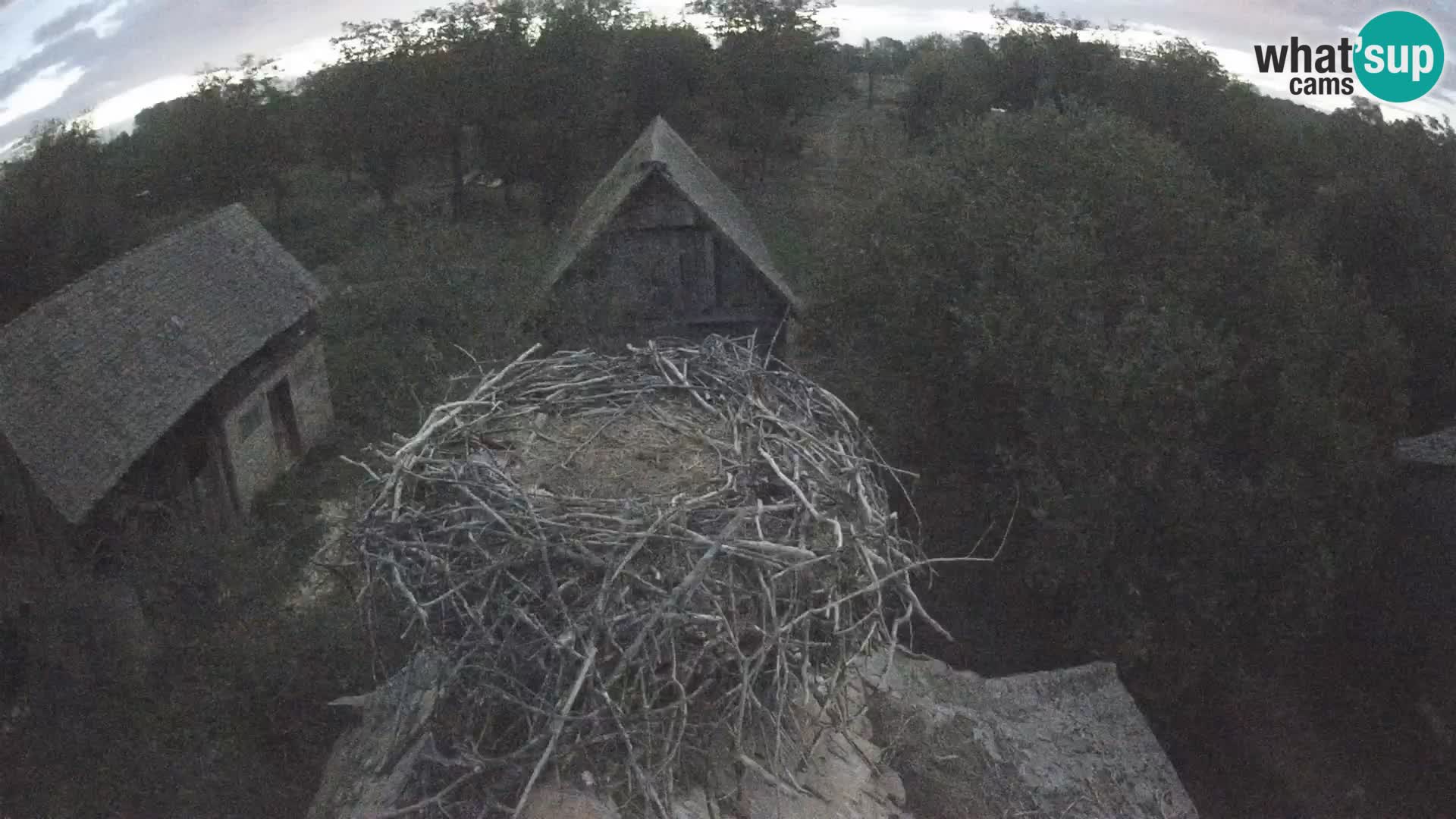 Village européen de cigognes webcam Parc naturel de Lonjsko polje
