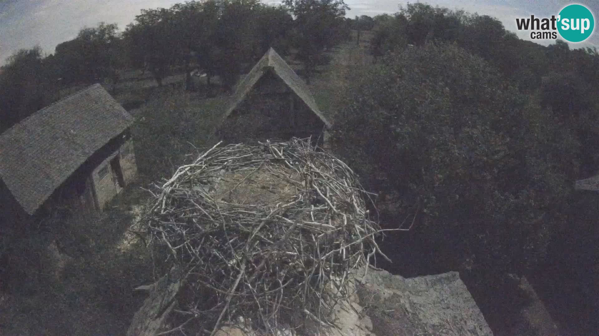 Village européen de cigognes webcam Parc naturel de Lonjsko polje