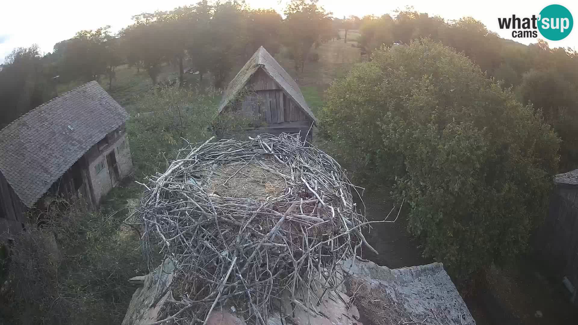 Village européen de cigognes webcam Parc naturel de Lonjsko polje