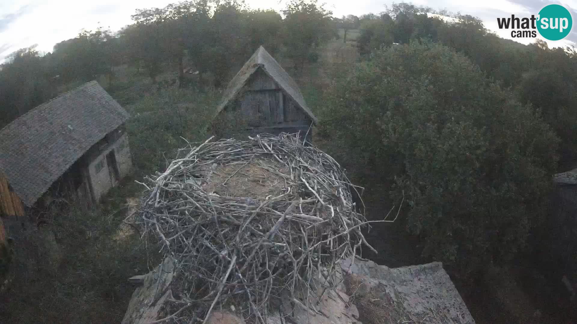 Villaggio delle cicogne europee webcam Parco naturale di Lonjsko polje