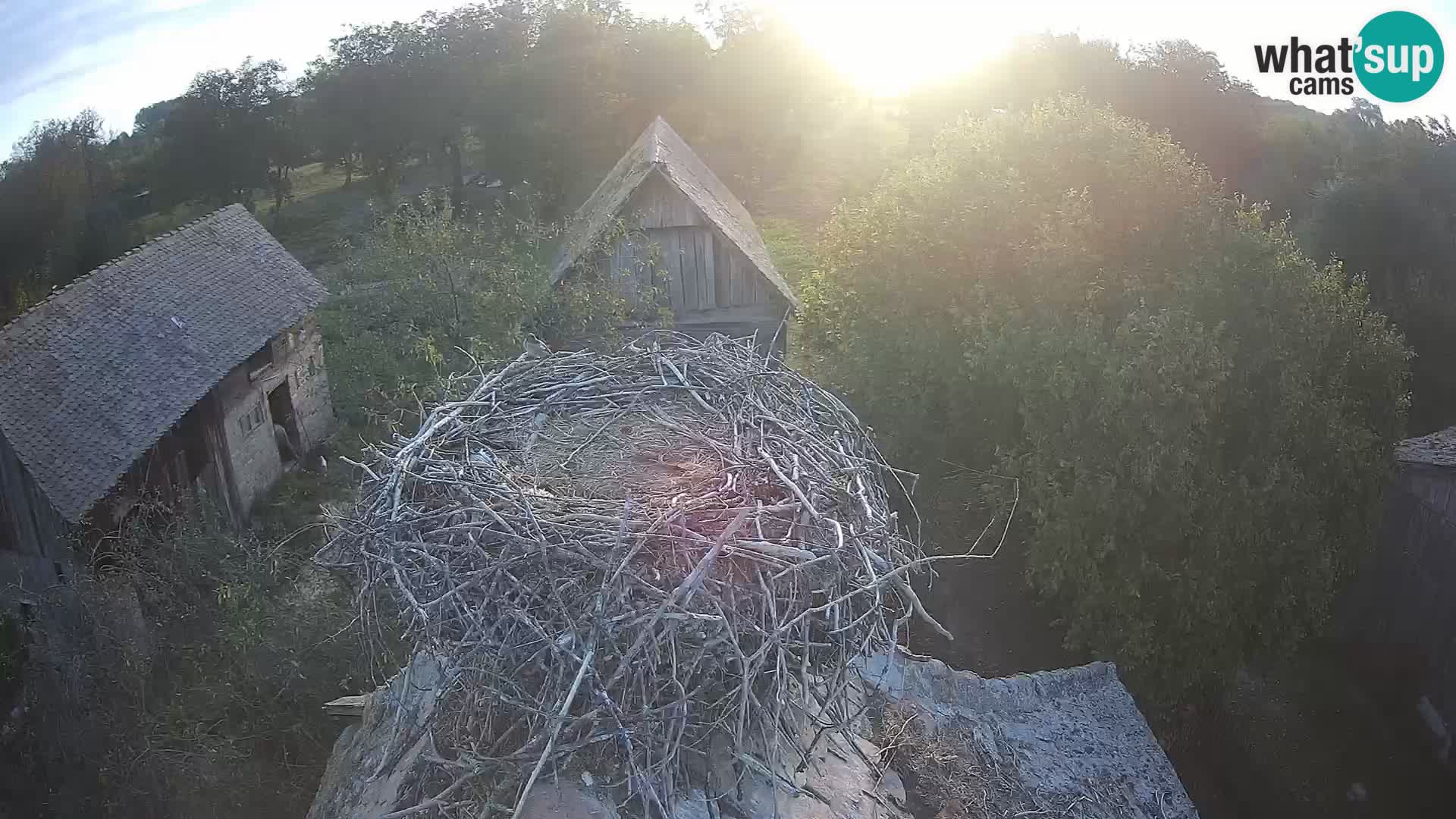 Webcam Europäisches Storchendorf – Naturpark Lonjsko polje