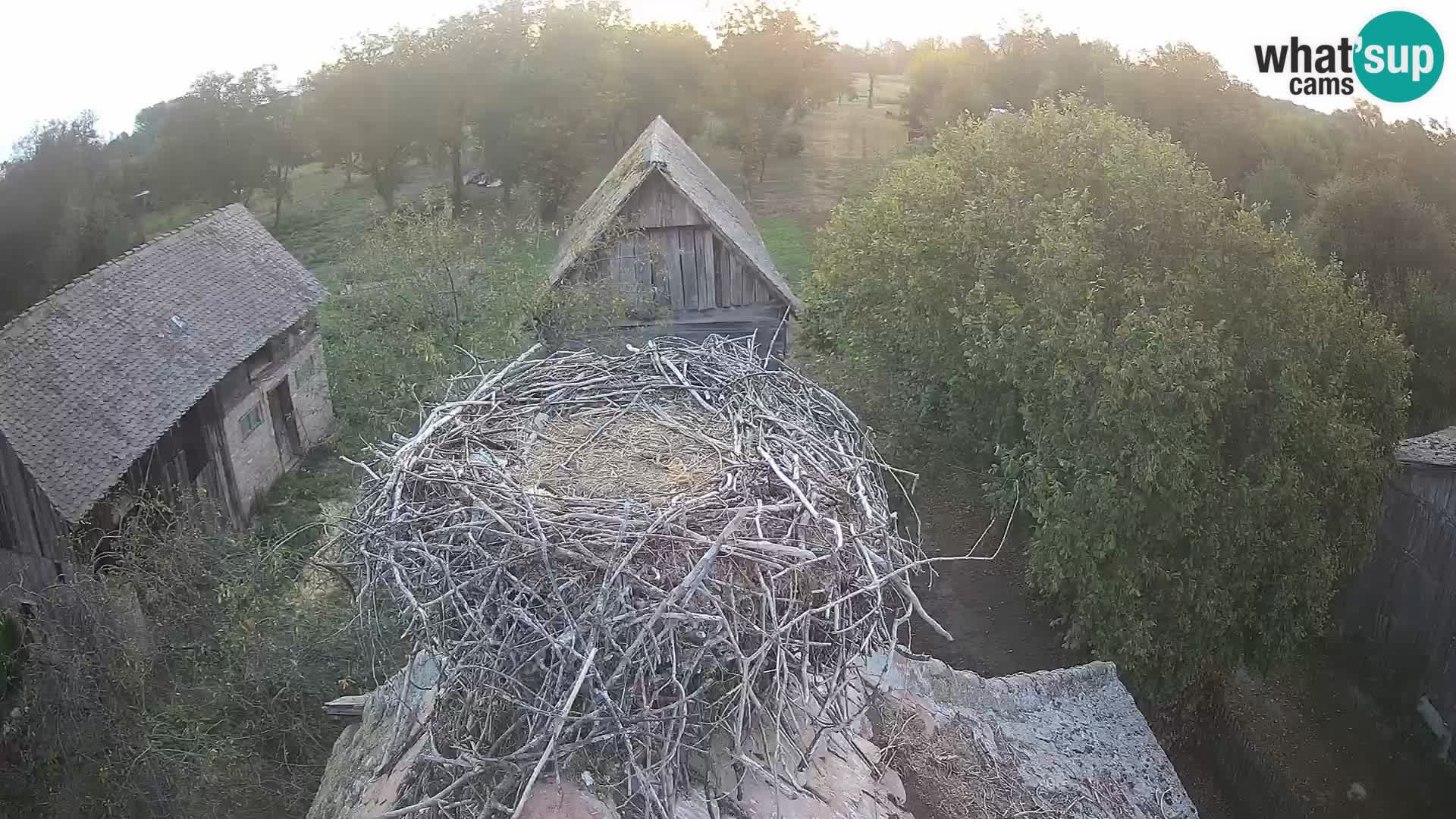 Pueblo europeo de cigüeñas camera en vivo Parque Natural Lonjsko polje