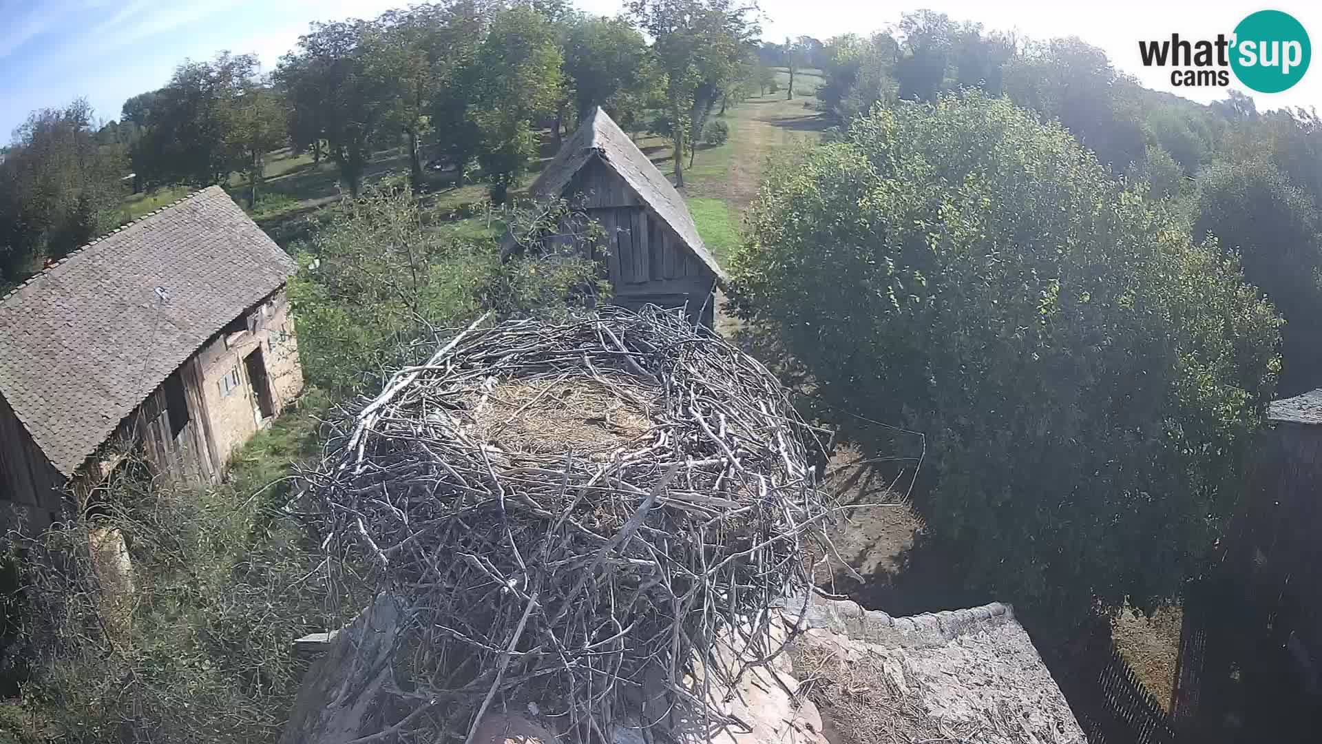 Pueblo europeo de cigüeñas camera en vivo Parque Natural Lonjsko polje