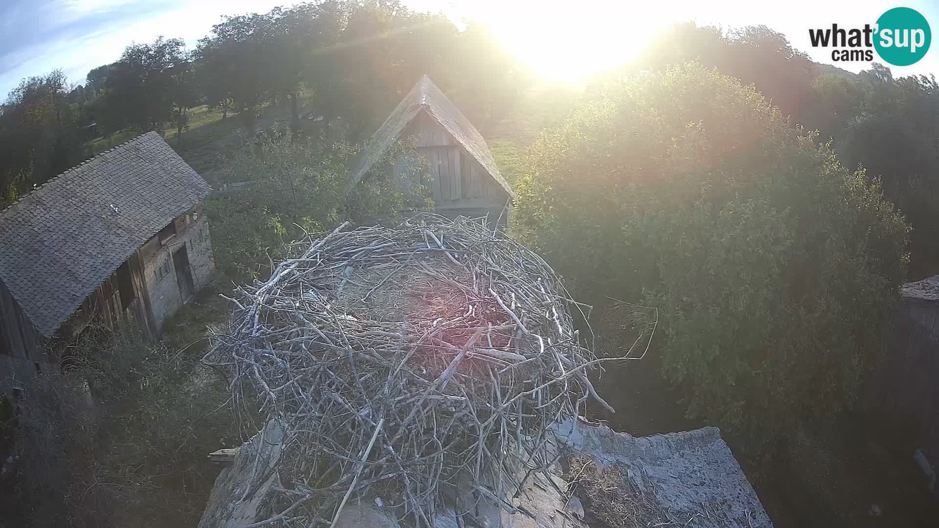 Pueblo europeo de cigüeñas camera en vivo Parque Natural Lonjsko polje