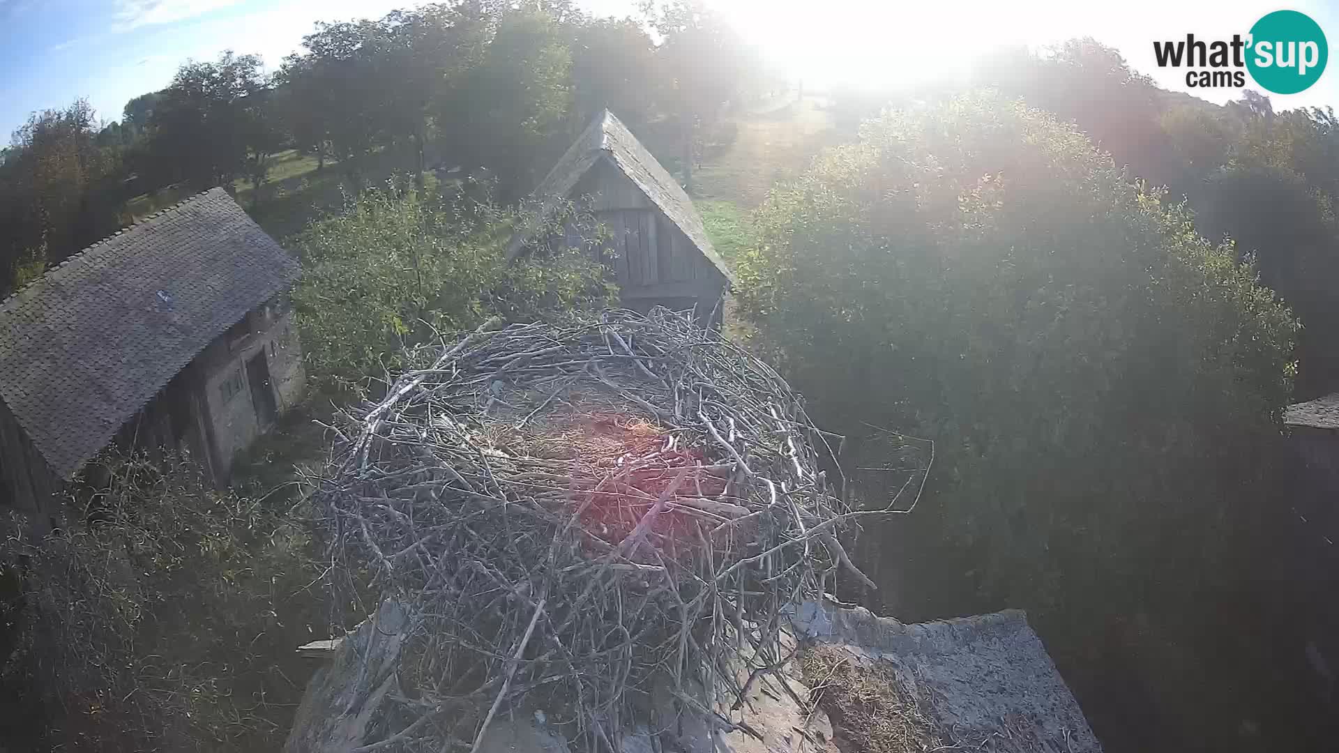 Webcam Europäisches Storchendorf – Naturpark Lonjsko polje