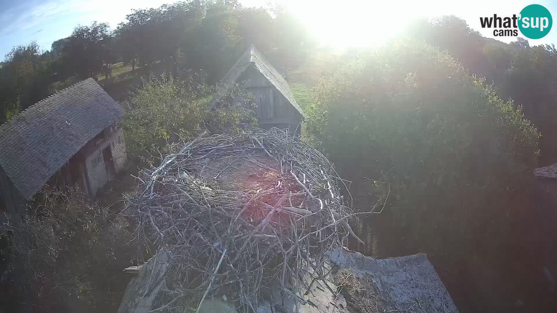 Pueblo europeo de cigüeñas camera en vivo Parque Natural Lonjsko polje